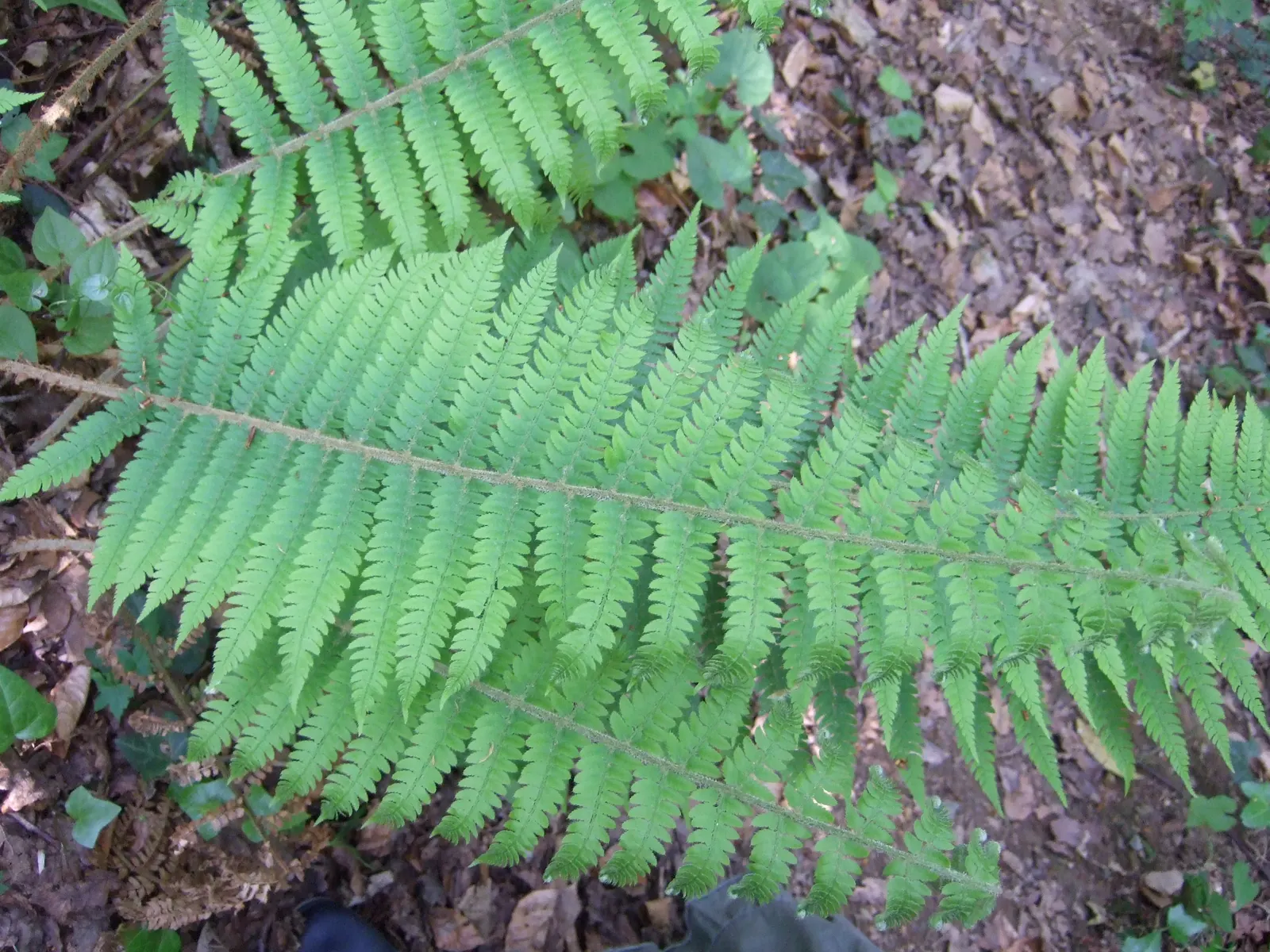 Alaska Fern (Polystichum Setiferum) — scientifically named Polystichum setiferum; enriching woodland gardens with its feathery texture