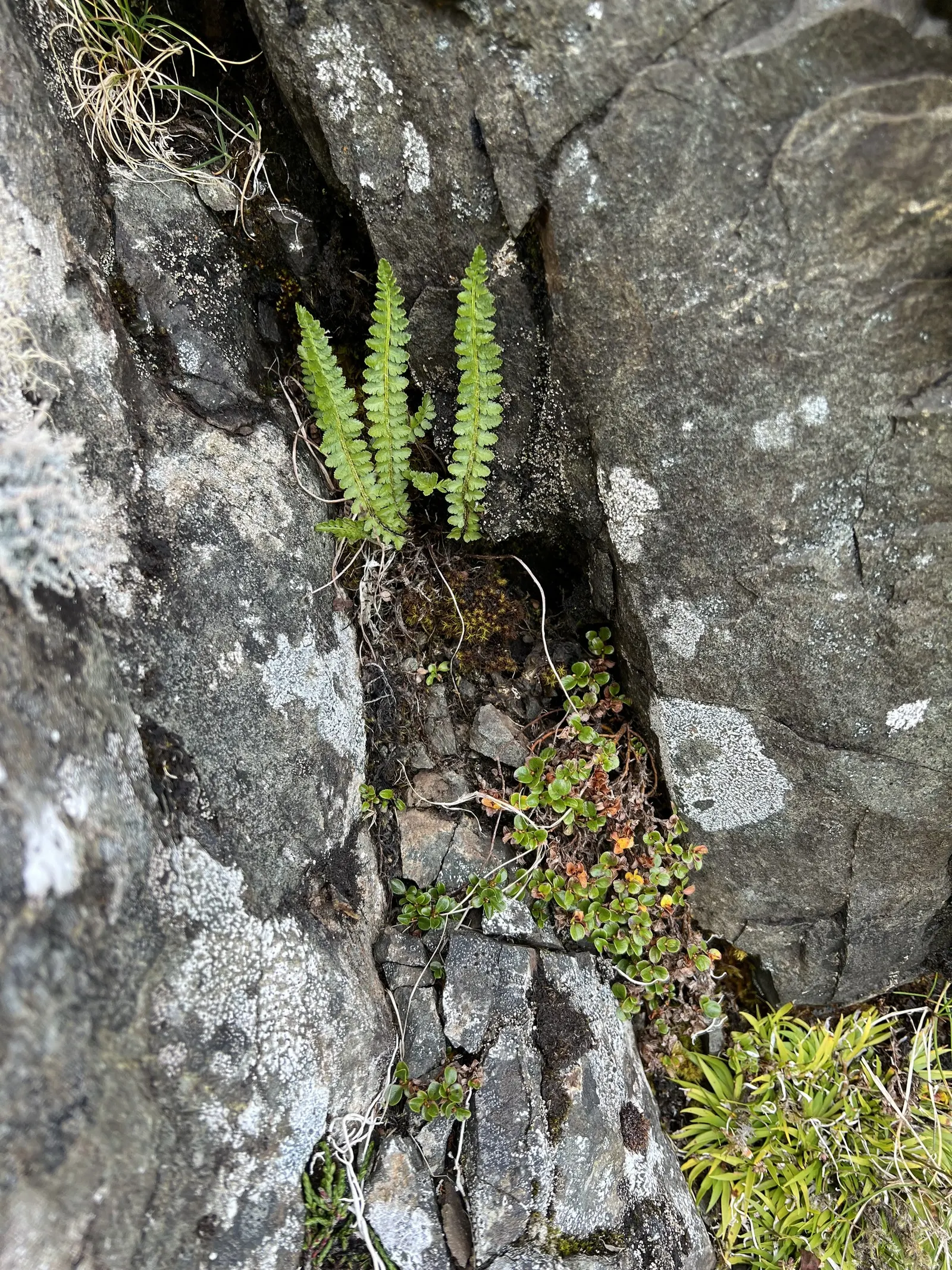 Alaska Fern (Polystichum Setiferum) — They are ideal for shaded borders; enriching woodland gardens with its feathery texture, image 97