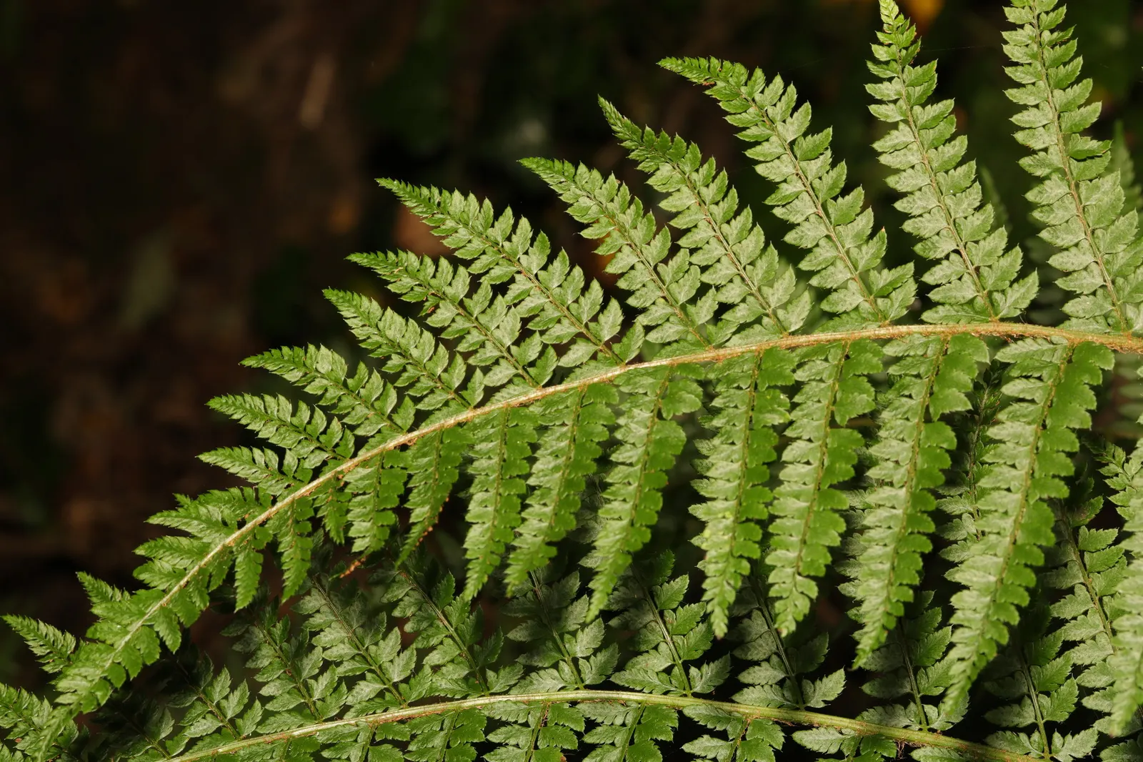 Alaska Fern (Polystichum Setiferum) — the Alaska Fern is low maintenance, image 39
