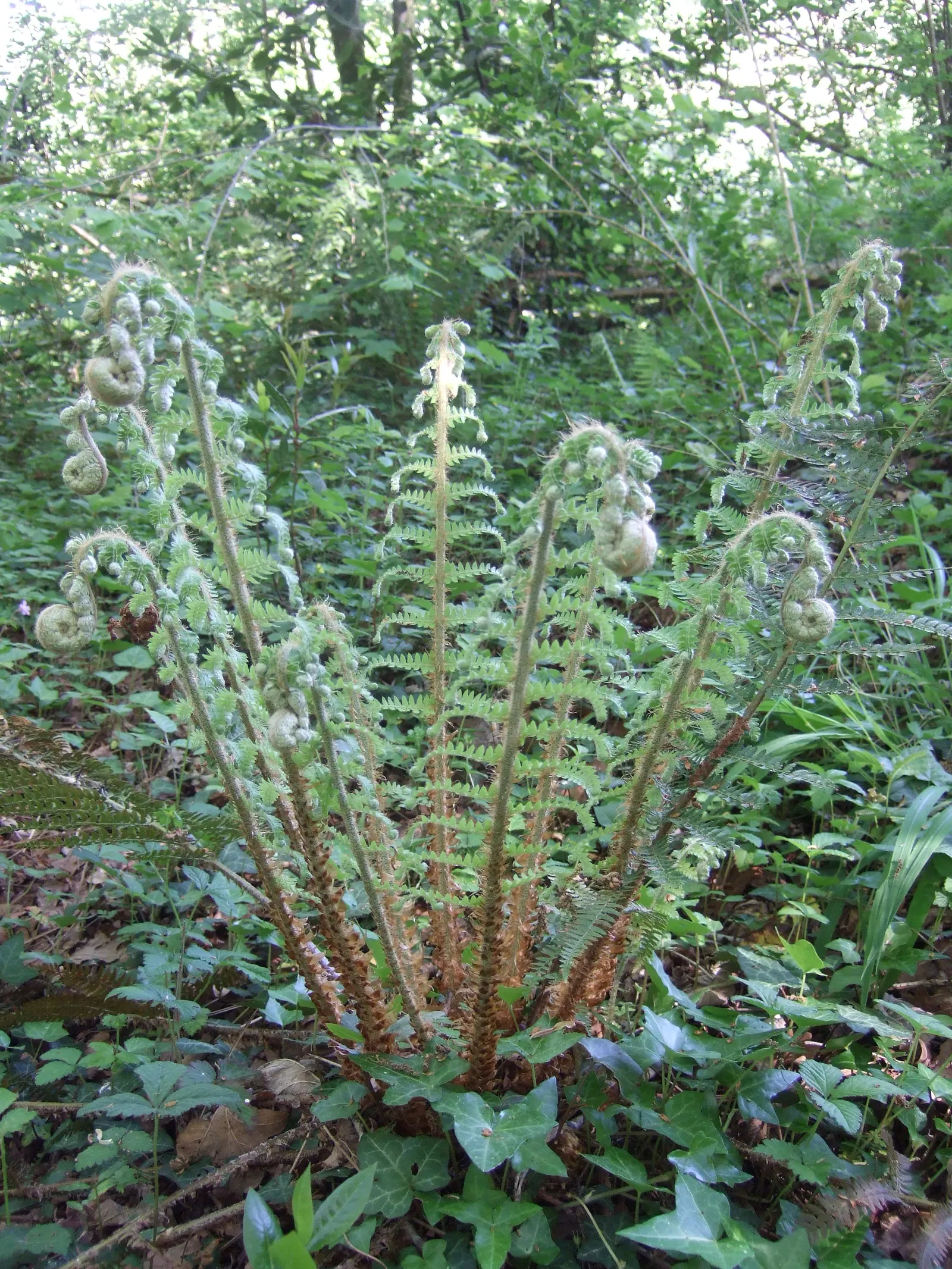 Alaska Fern (Polystichum Setiferum) — Although it tolerates a range of soil types, image 32