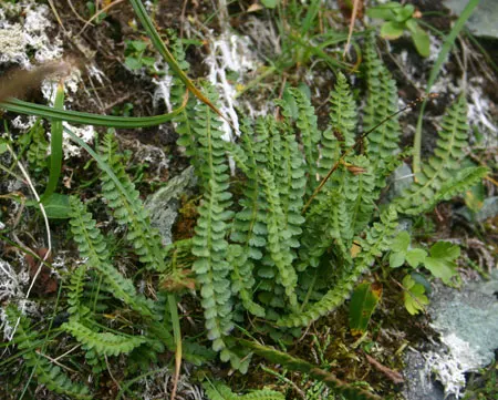 Alaska Fern (Polystichum Setiferum) — The cascading nature of its fronds also makes it suitable for use in terraced gardens or slopes; enriching, image 58