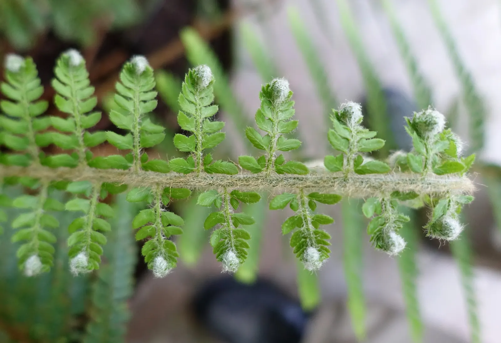 Alaska Fern (Polystichum Setiferum) — They are ideal for shaded borders; enriching woodland gardens with its feathery texture