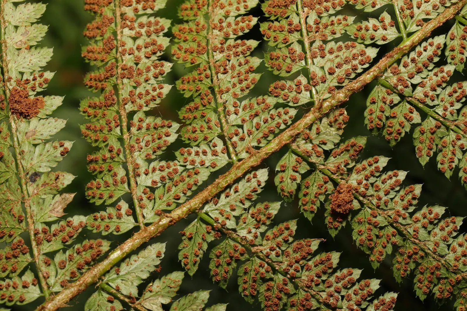 Alaska Fern (Polystichum Setiferum) — finely divided fronds that extend up to 2-3 feet long; although it tolerates a range of soil types, image 44