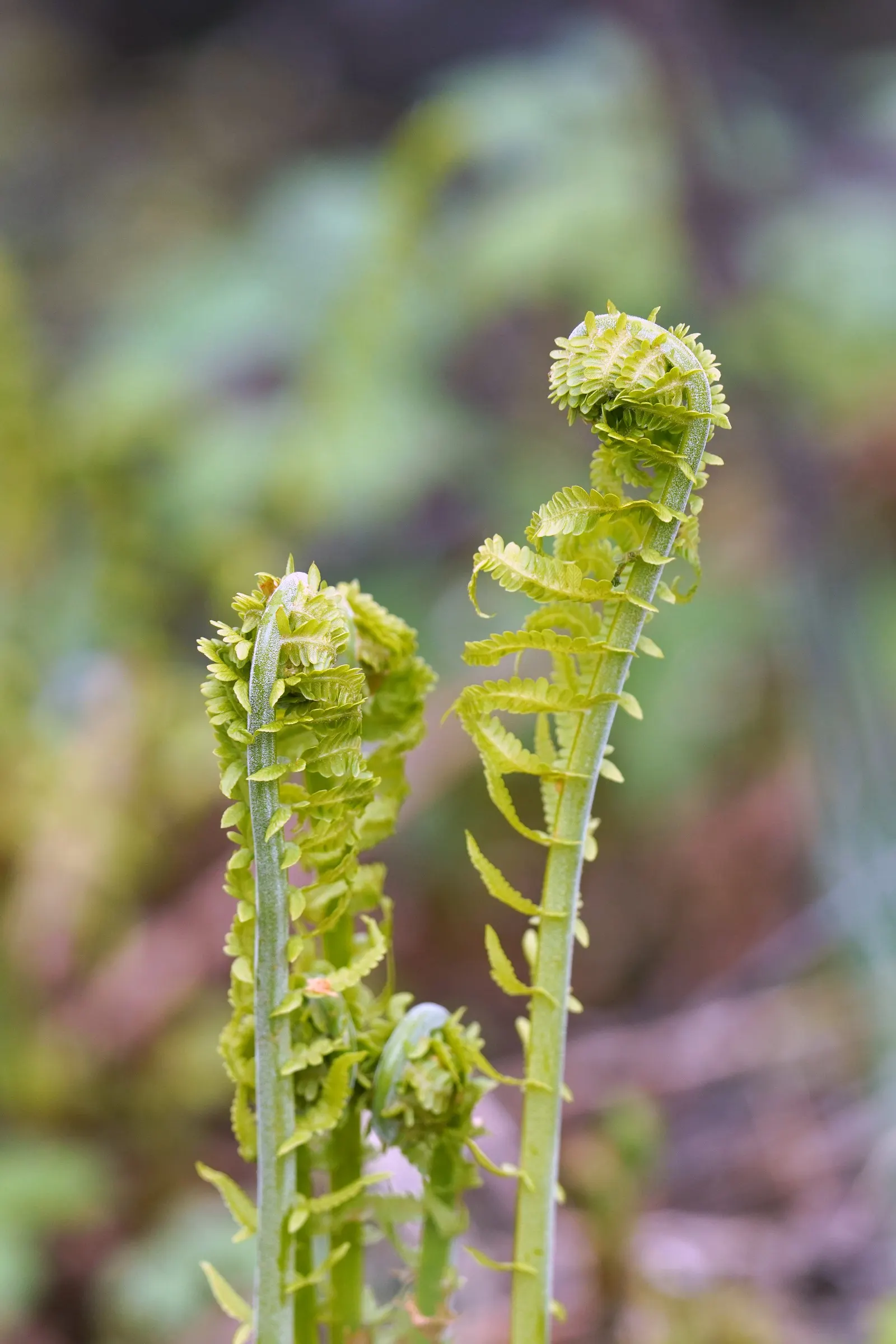 Alaska Fern (Polystichum Setiferum) — underplanting deciduous trees; although it tolerates a range of soil types, image 98