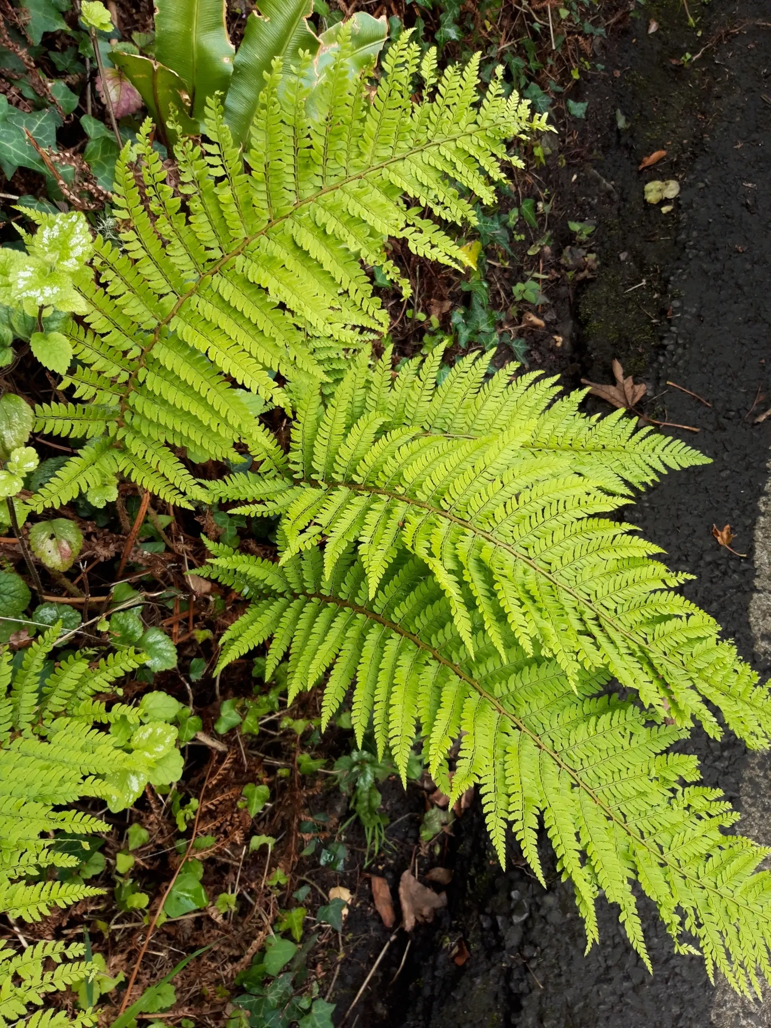 Alaska Fern (Polystichum Setiferum) — It is also resistant to most pests and diseases; although it tolerates a range of soil types