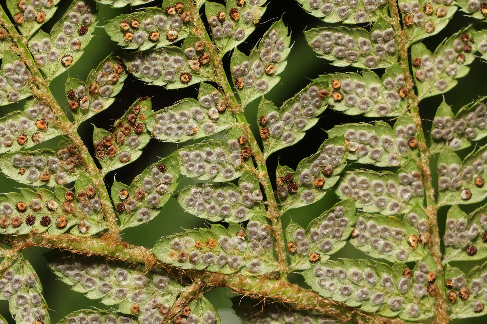 Alaska Fern (Polystichum Setiferum) — Hardy in zones 5-8, it's a robust addition providing year-round interest; although it tolerates a range of, image 47