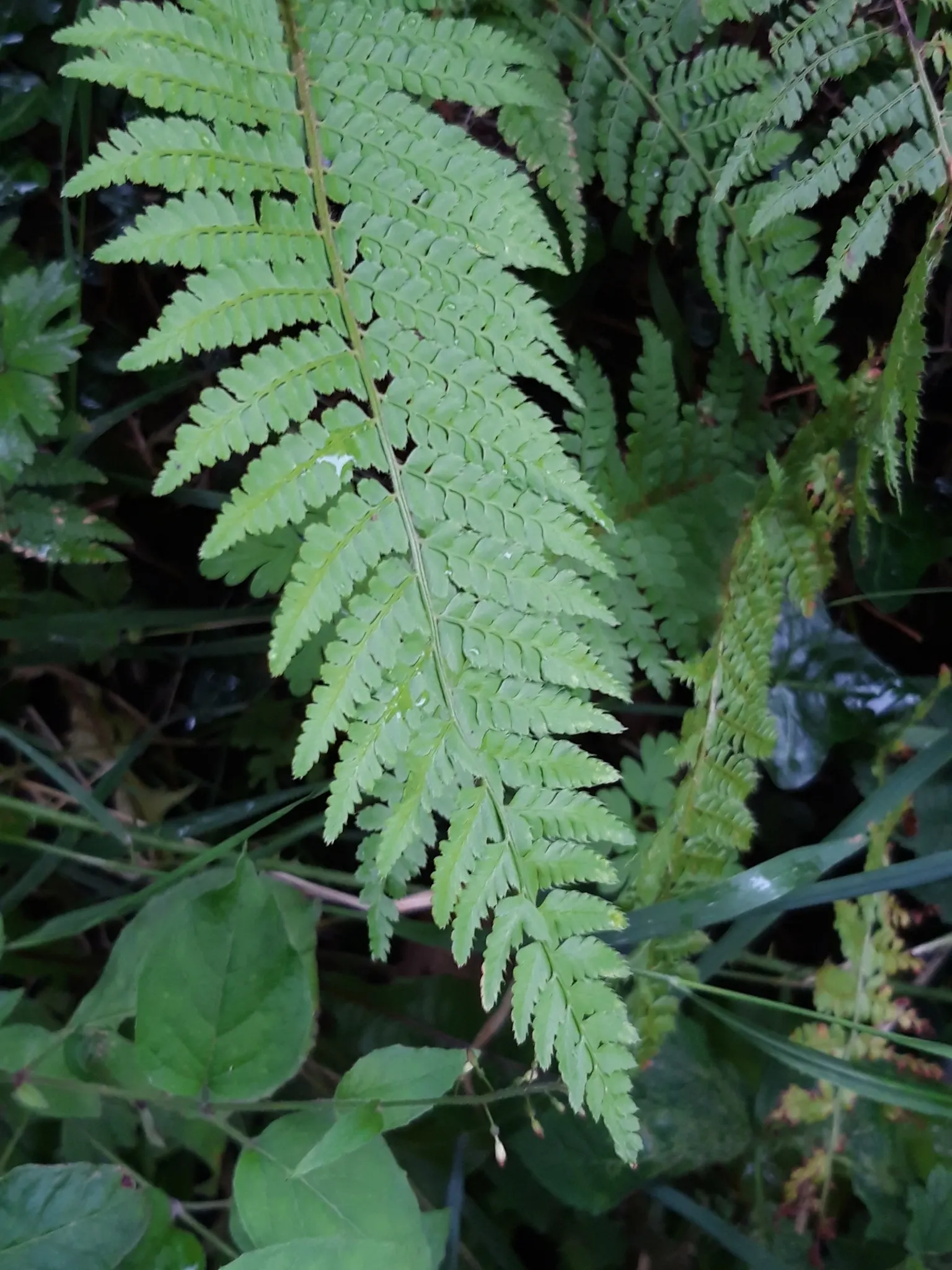 Alaska Fern (Polystichum Setiferum) — enriching woodland gardens with its feathery texture, image 46