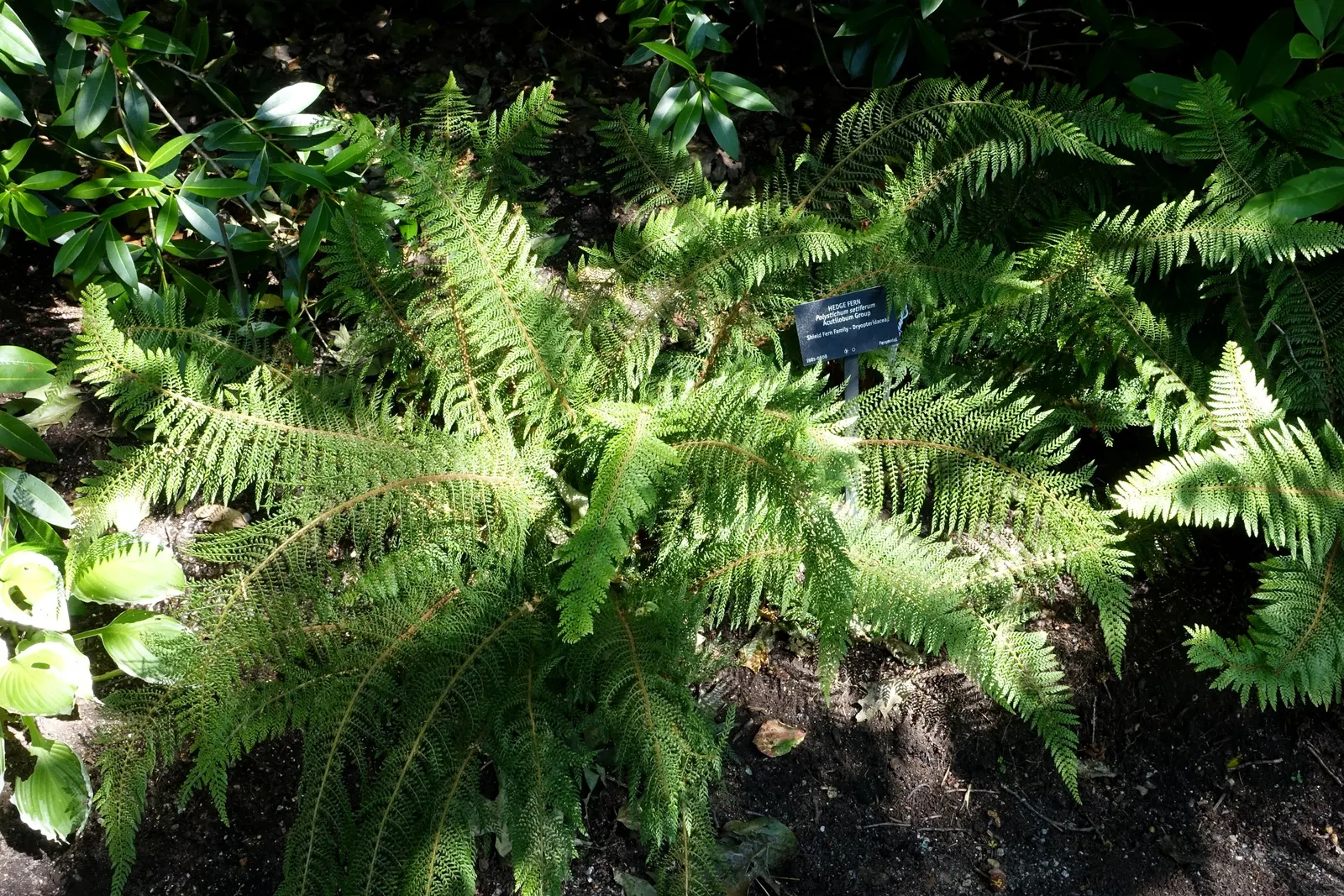 Alaska Fern (Polystichum Setiferum) — This fern's hardiness corresponds to USDA zones 5 through 8; the Alaska Fern is low maintenance