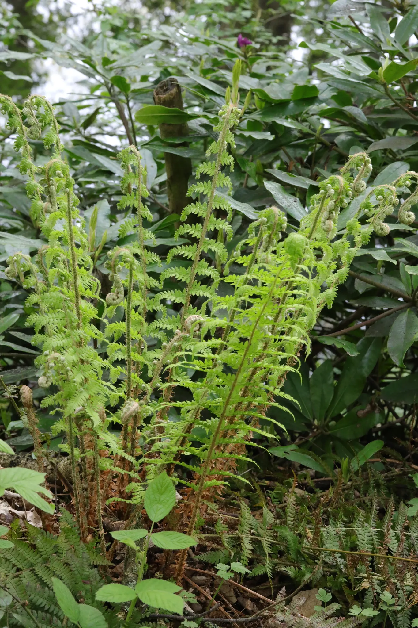 Alaska Fern (Polystichum Setiferum) — This species thrives in partial to full shade and prefers moist; the Alaska Fern is low maintenance, image 45