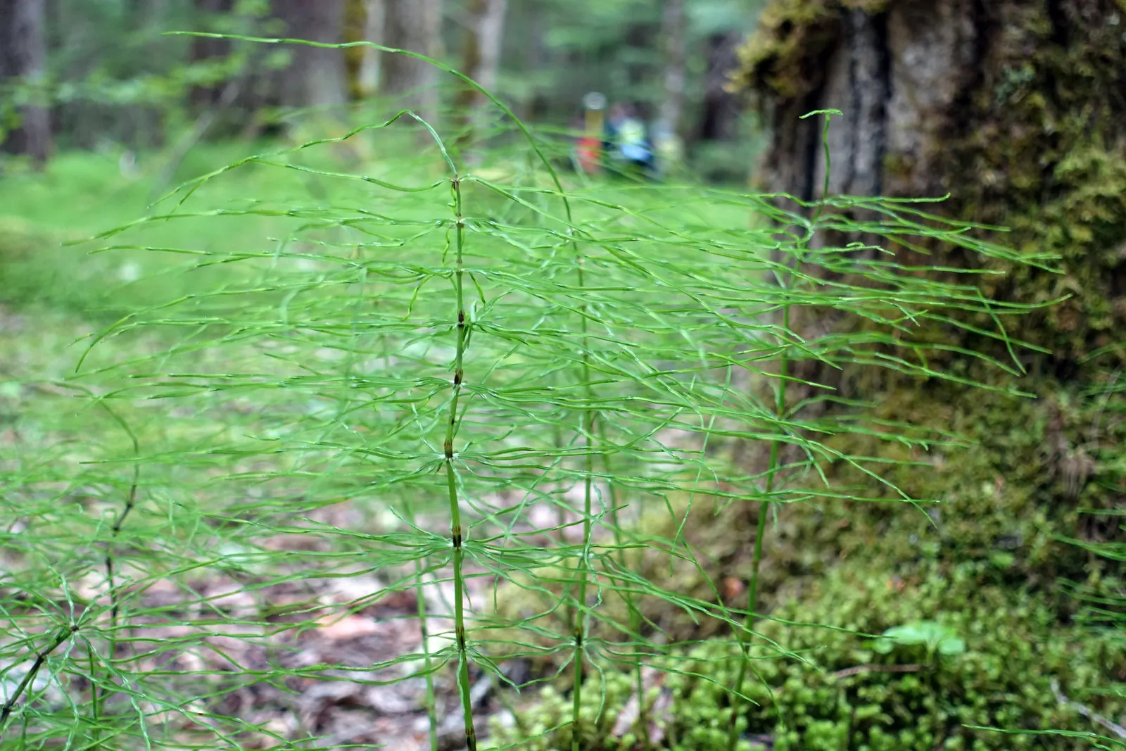 Alaska Fern (Polystichum Setiferum) — where it can assist in erosion control.<br><br>Aside from its ornamental value; although it tolerates a range, image 59