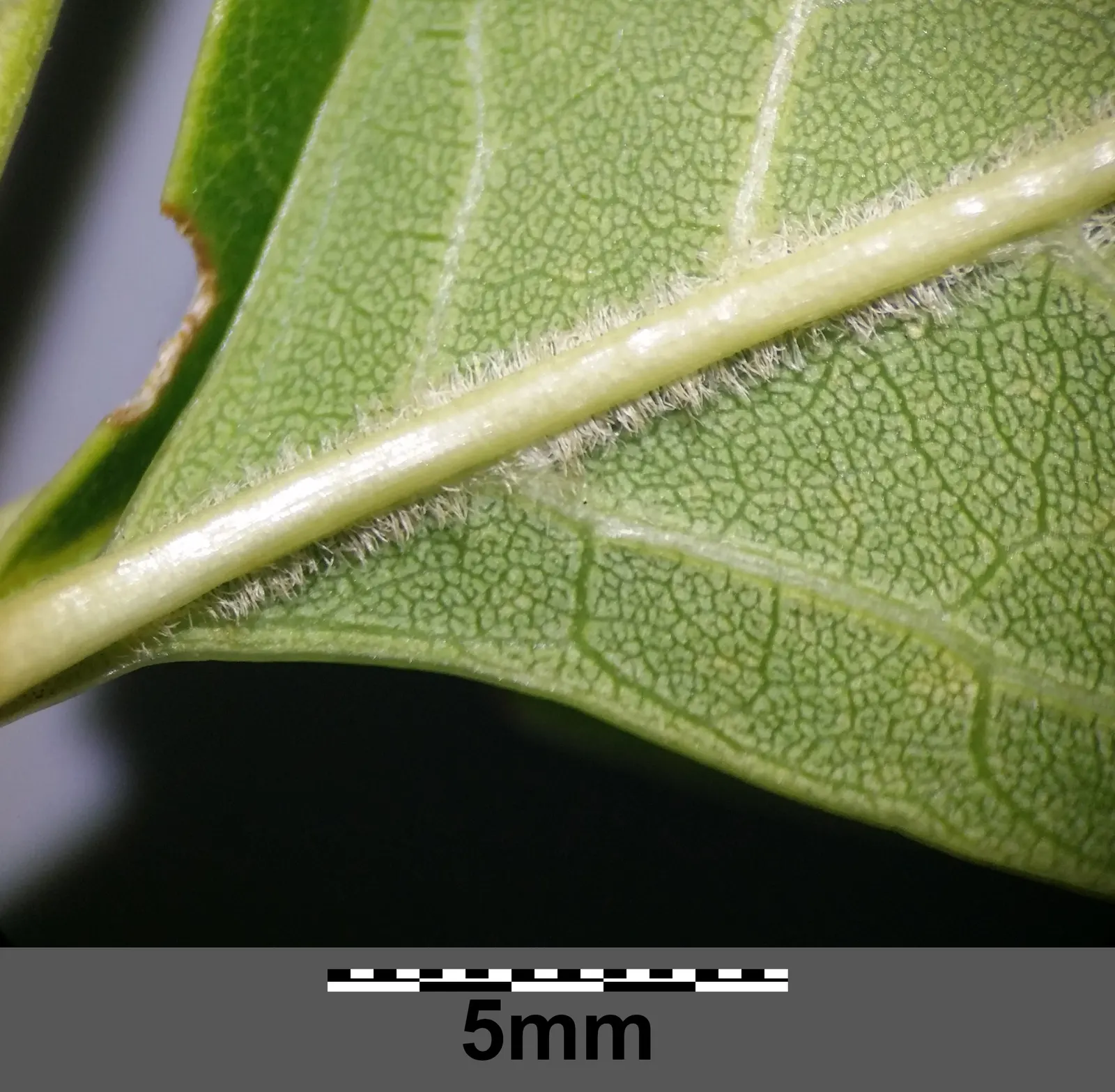 Summit Golden Ash (Fraxinus Pennsylvanica) — This cultivar of the Green Ash is prized for its upright; its resilience makes it a favorable choice for urban