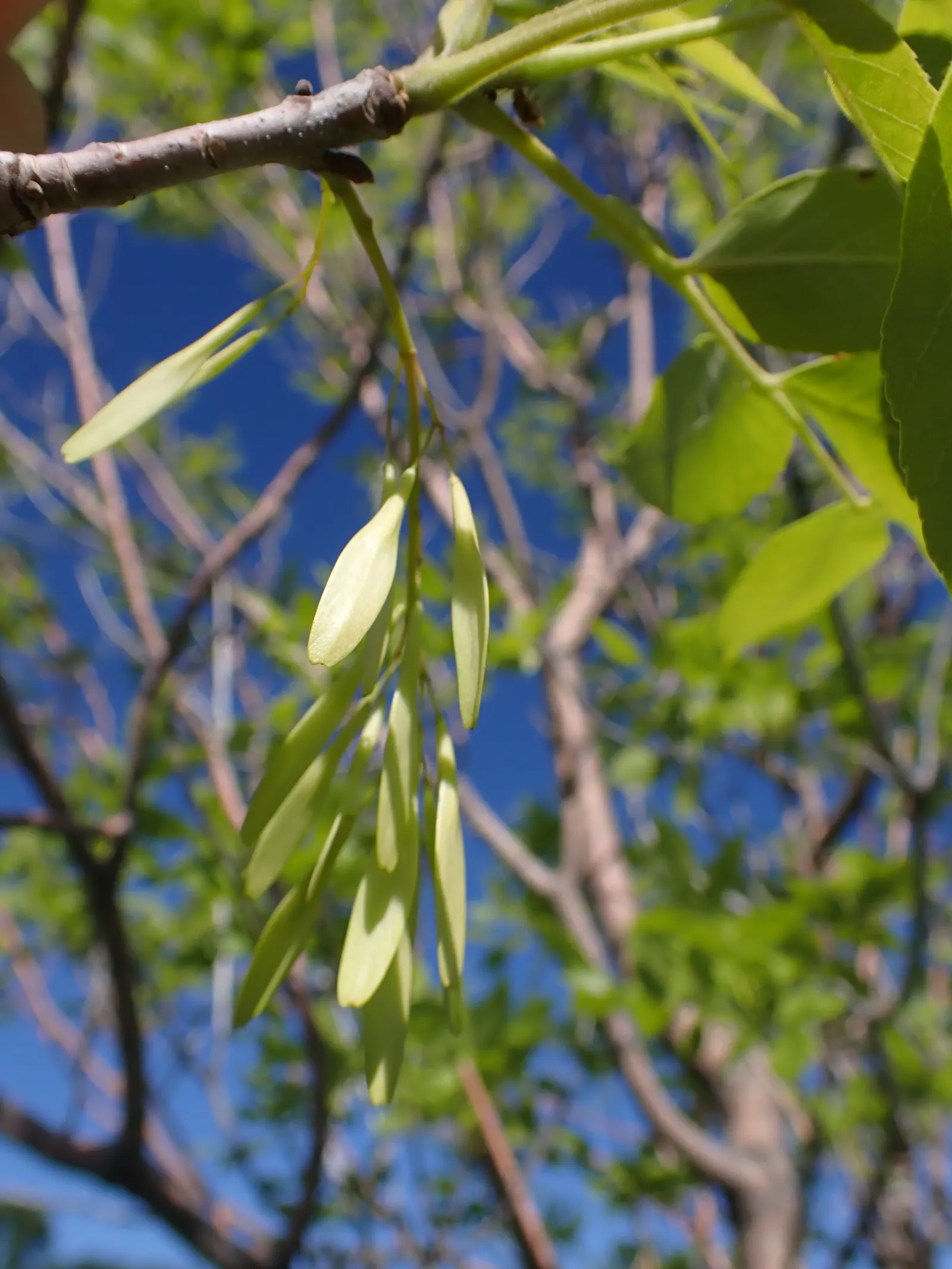 Summit Golden Ash (Fraxinus Pennsylvanica) — allowing this tree to become a majestic centerpiece in any garden setting