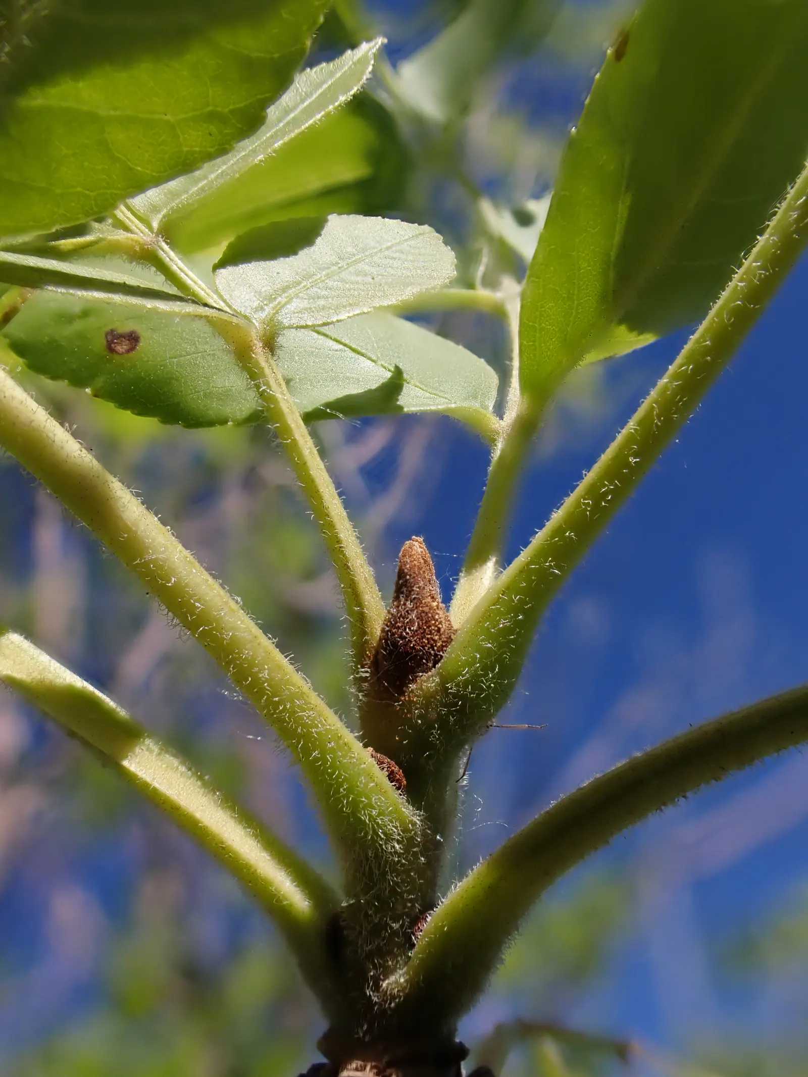 Summit Golden Ash (Fraxinus Pennsylvanica) — which typically reaches a height of 50 to 60 feet with a spread of 25 to 30 feet