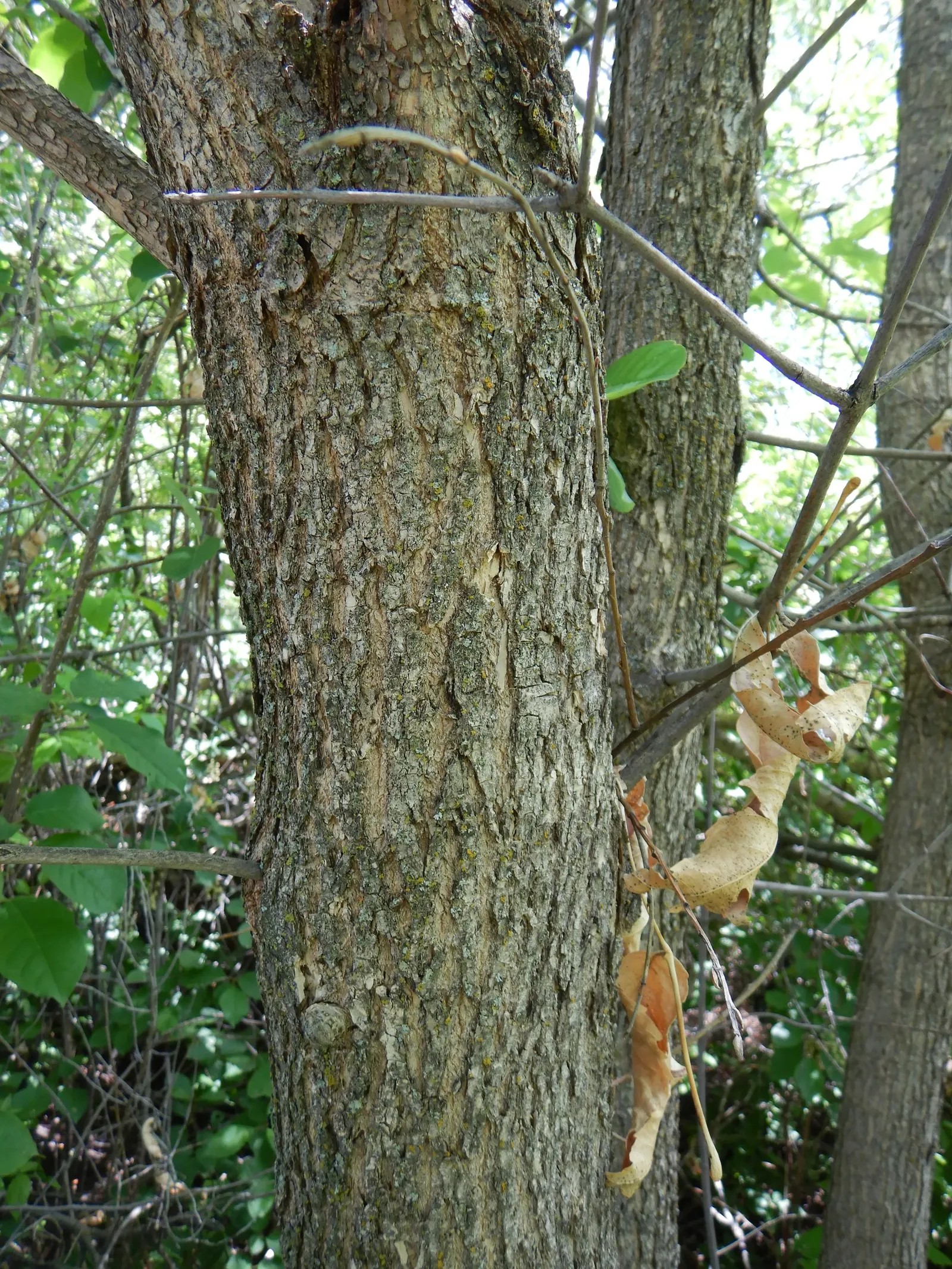 Summit Golden Ash (Fraxinus Pennsylvanica) — green hues in the spring and matures to vibrant golden-yellow tones come fall