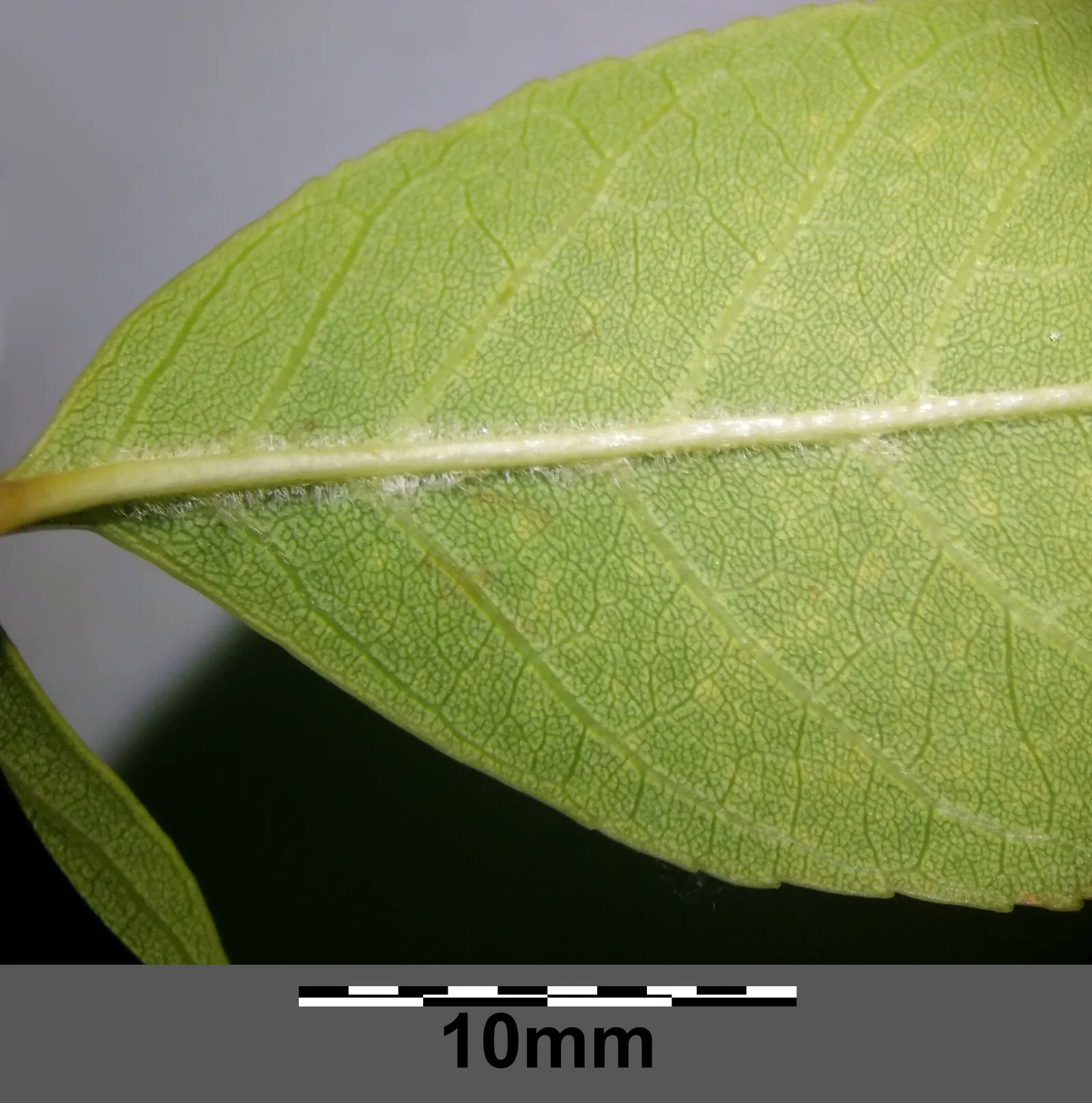 Summit Golden Ash (Fraxinus Pennsylvanica) — including pollution.<br><br>When including the Summit Golden Ash in design plans