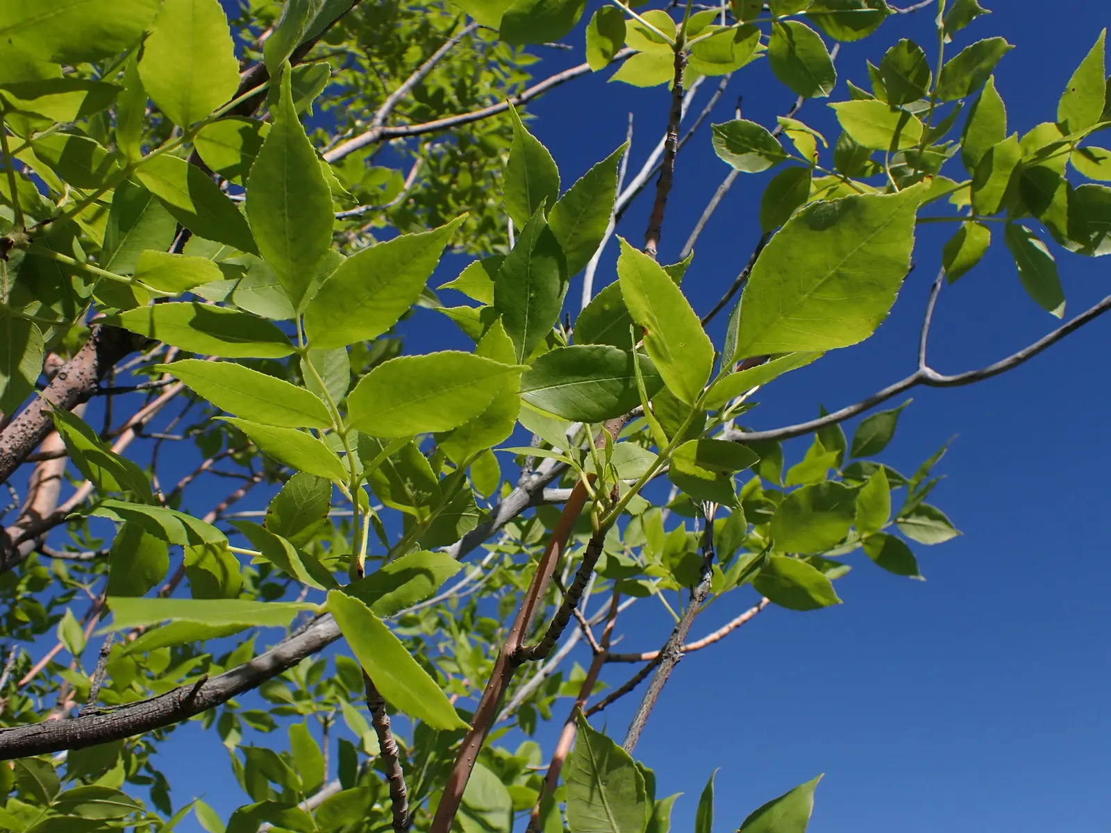 Summit Golden Ash (Fraxinus Pennsylvanica) — It reaches up to 50 feet in height and spreads approximately 40 feet; ideal as a street or lawn specimen for