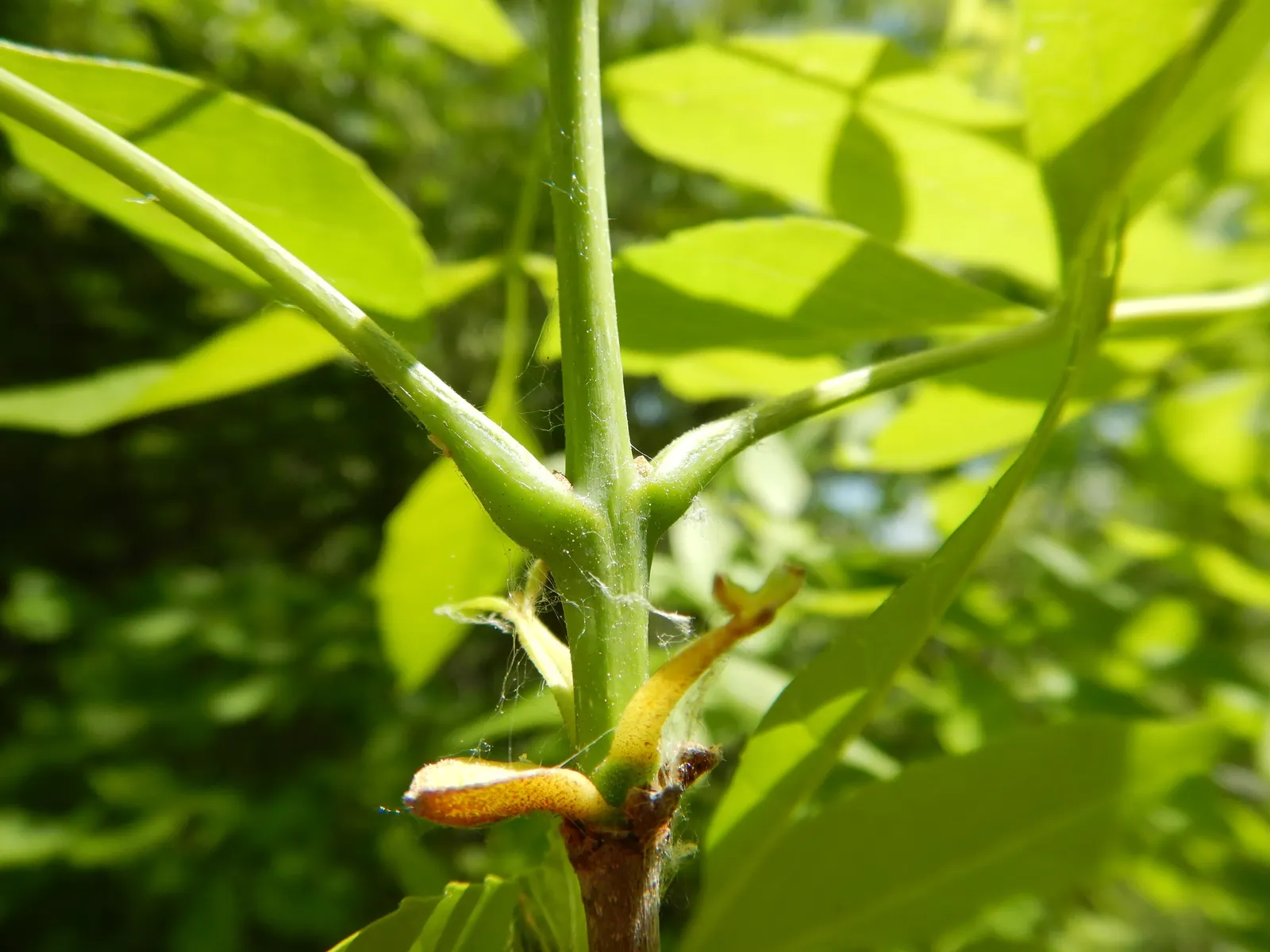 Summit Golden Ash (Fraxinus Pennsylvanica) — though it shows a preference for well-drained