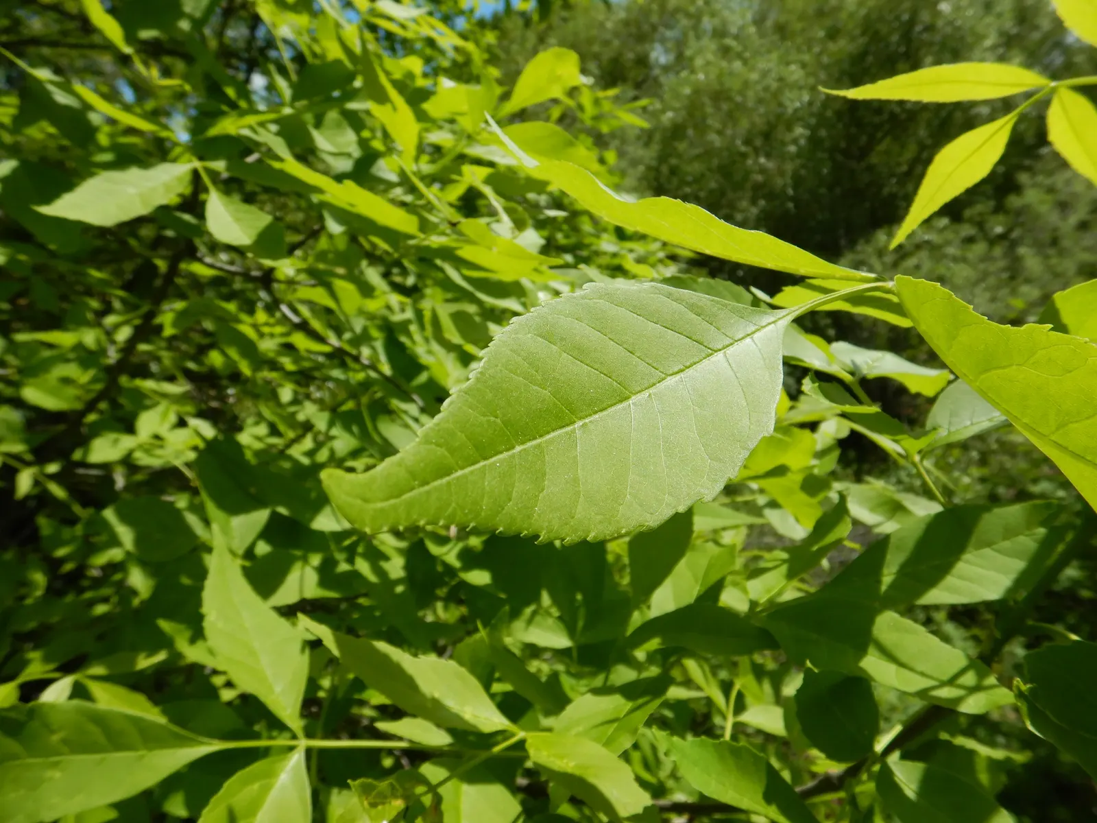 Summit Golden Ash (Fraxinus Pennsylvanica) — stands as an imposing yet graceful deciduous tree
