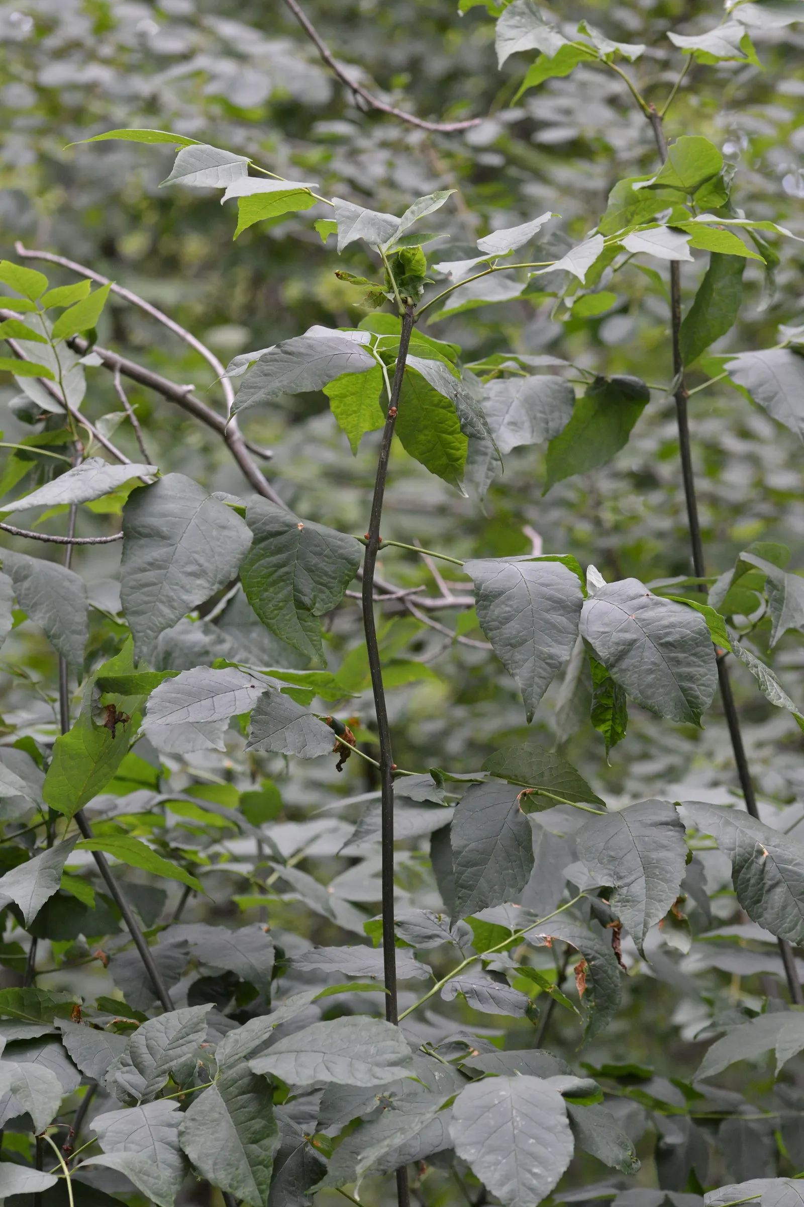 Summit Golden Ash (Fraxinus Pennsylvanica) — This cultivar of the Green Ash is prized for its upright