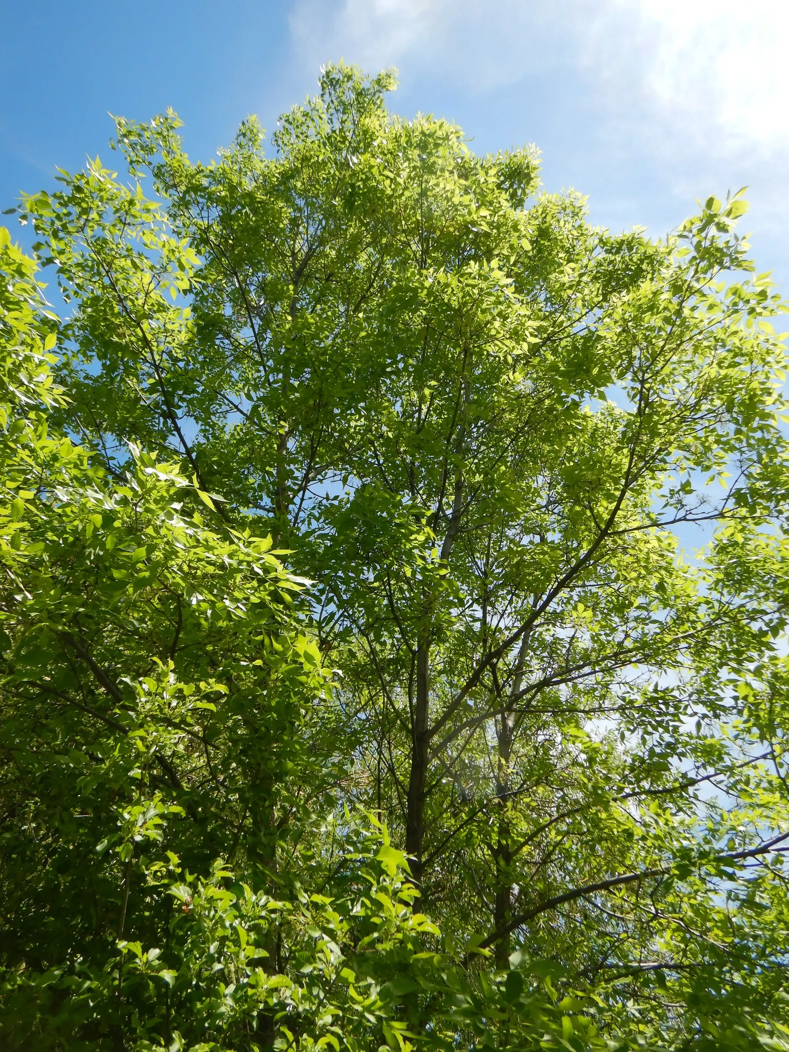 Summit Golden Ash (Fraxinus Pennsylvanica) — though it shows a preference for well-drained, image 41