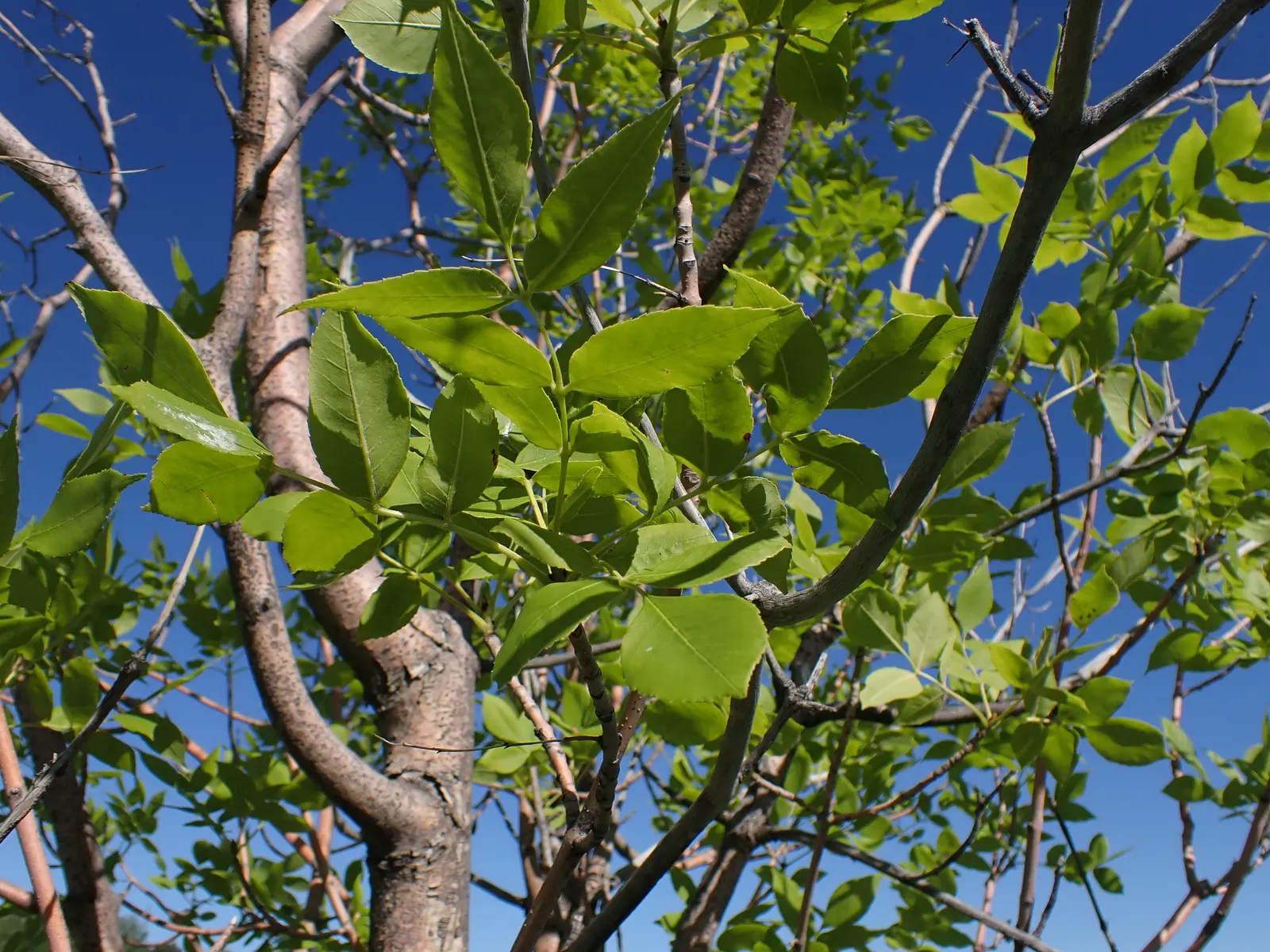 Summit Golden Ash (Fraxinus Pennsylvanica) — ensure ample space is provided for its mature size