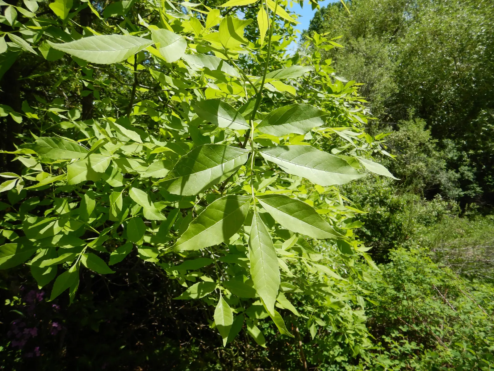Summit Golden Ash (Fraxinus Pennsylvanica) — It performs best in full sun to partial shade