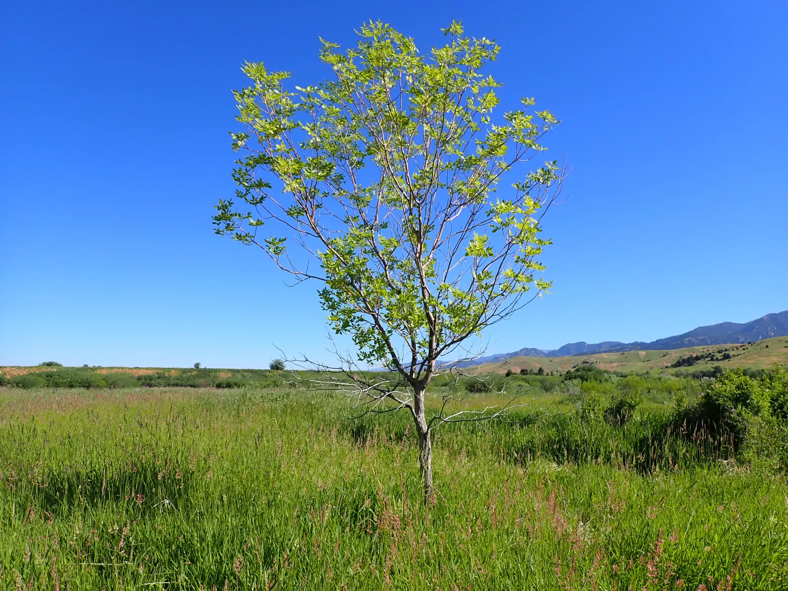 Summit Golden Ash (Fraxinus Pennsylvanica) — This ash variety flaunts dense, oval canopies with lush, deep green leaves that turn vivid yellow come, image 29