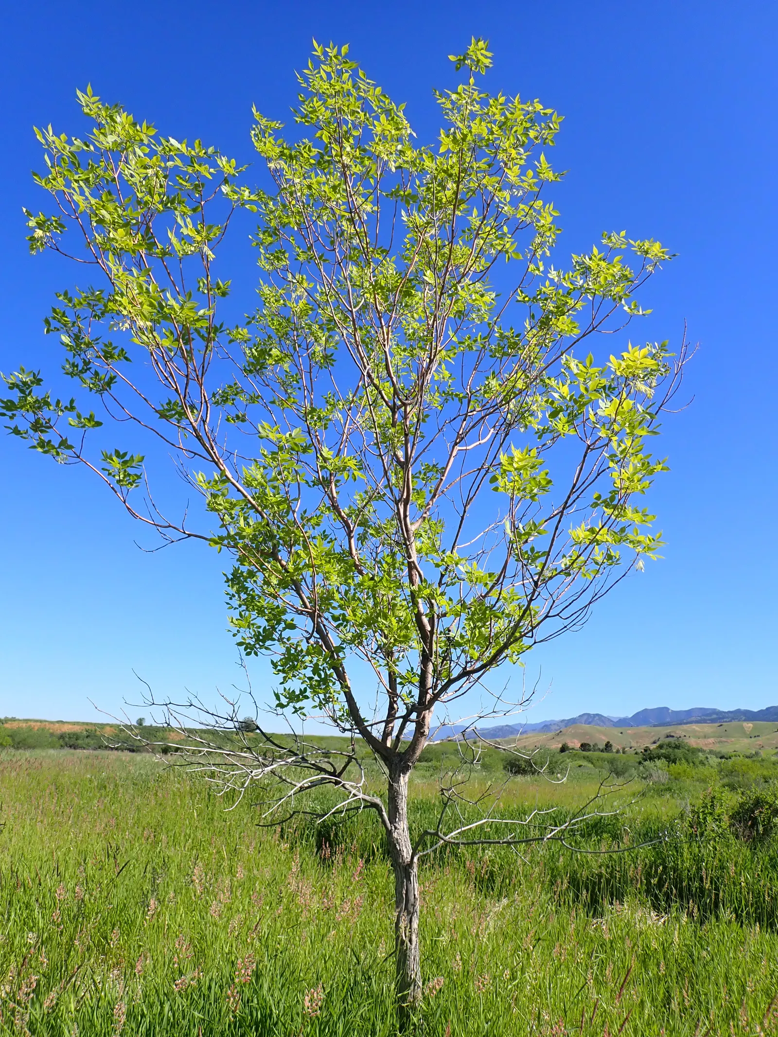 Summit Golden Ash (Fraxinus Pennsylvanica) — its resilience makes it a favorable choice for urban environments; ensure ample space is provided for its mature