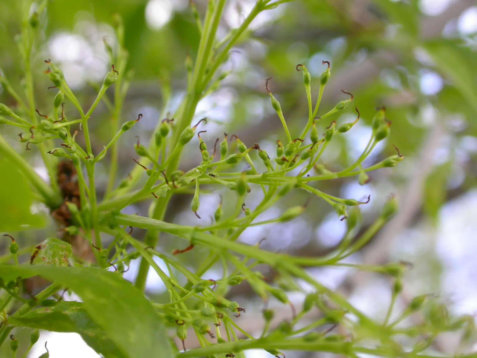 Summit Golden Ash (Fraxinus Pennsylvanica) — unfiltered sunlight per day.<br><br>As a landscape architect; which typically reaches a height of 50 to 60 feet