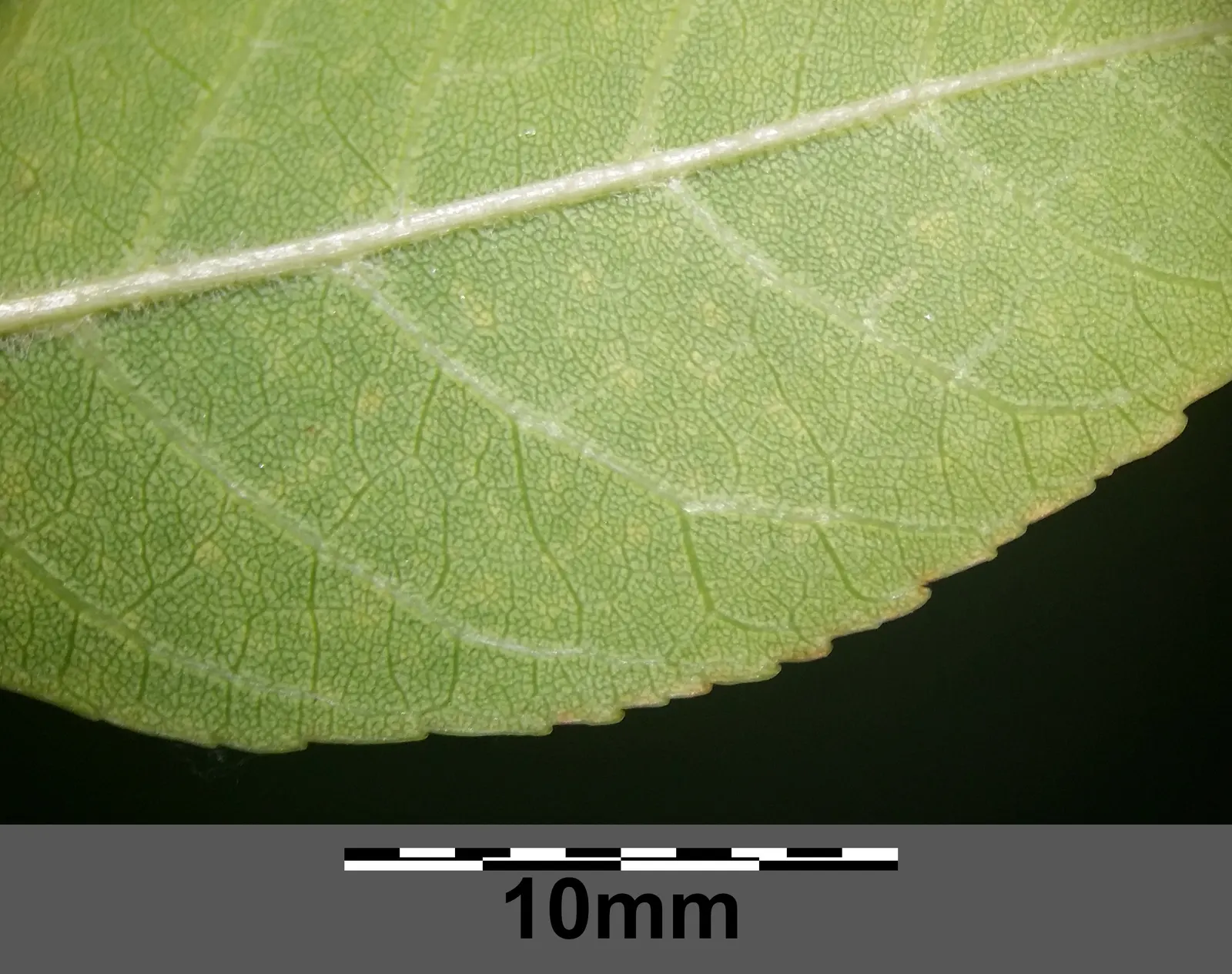 Summit Golden Ash (Fraxinus Pennsylvanica) — the Summit Golden Ash thrives in USDA Hardiness Zones 3 to 9; tree for full