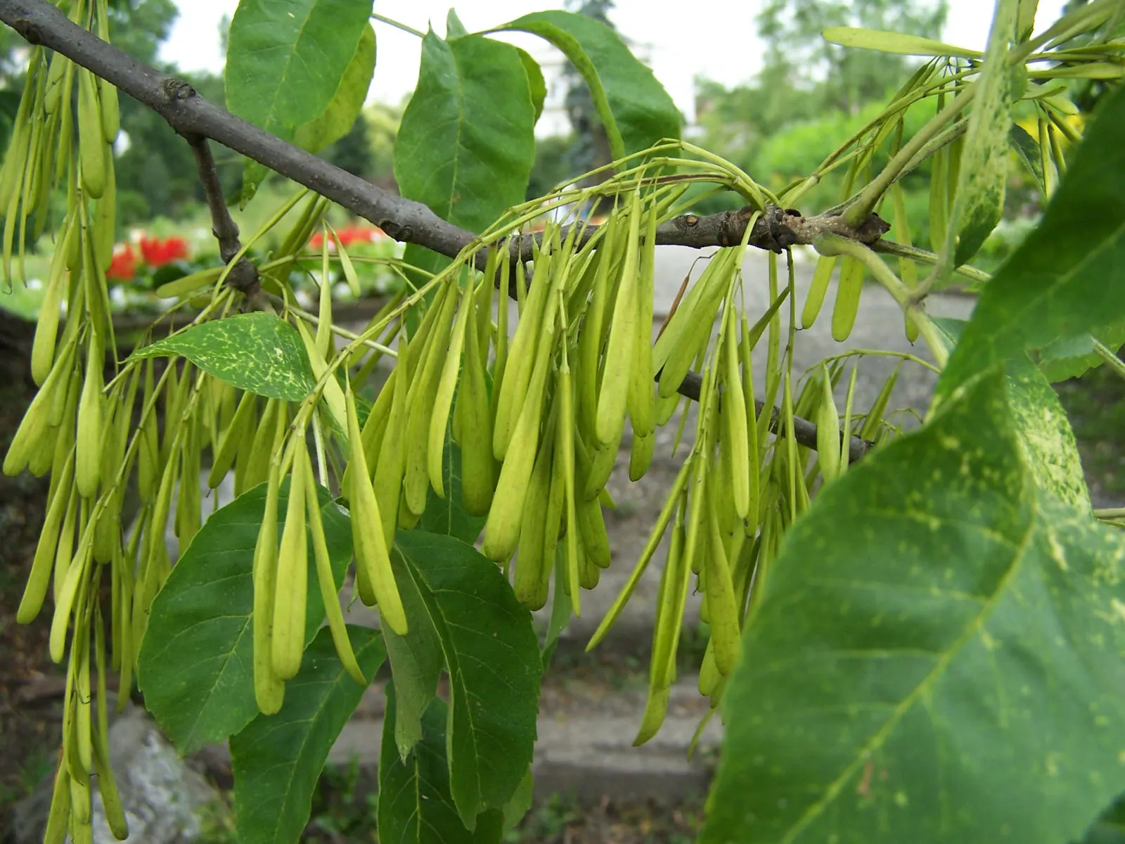 Summit Golden Ash (Fraxinus Pennsylvanica) — tree with purple blooms