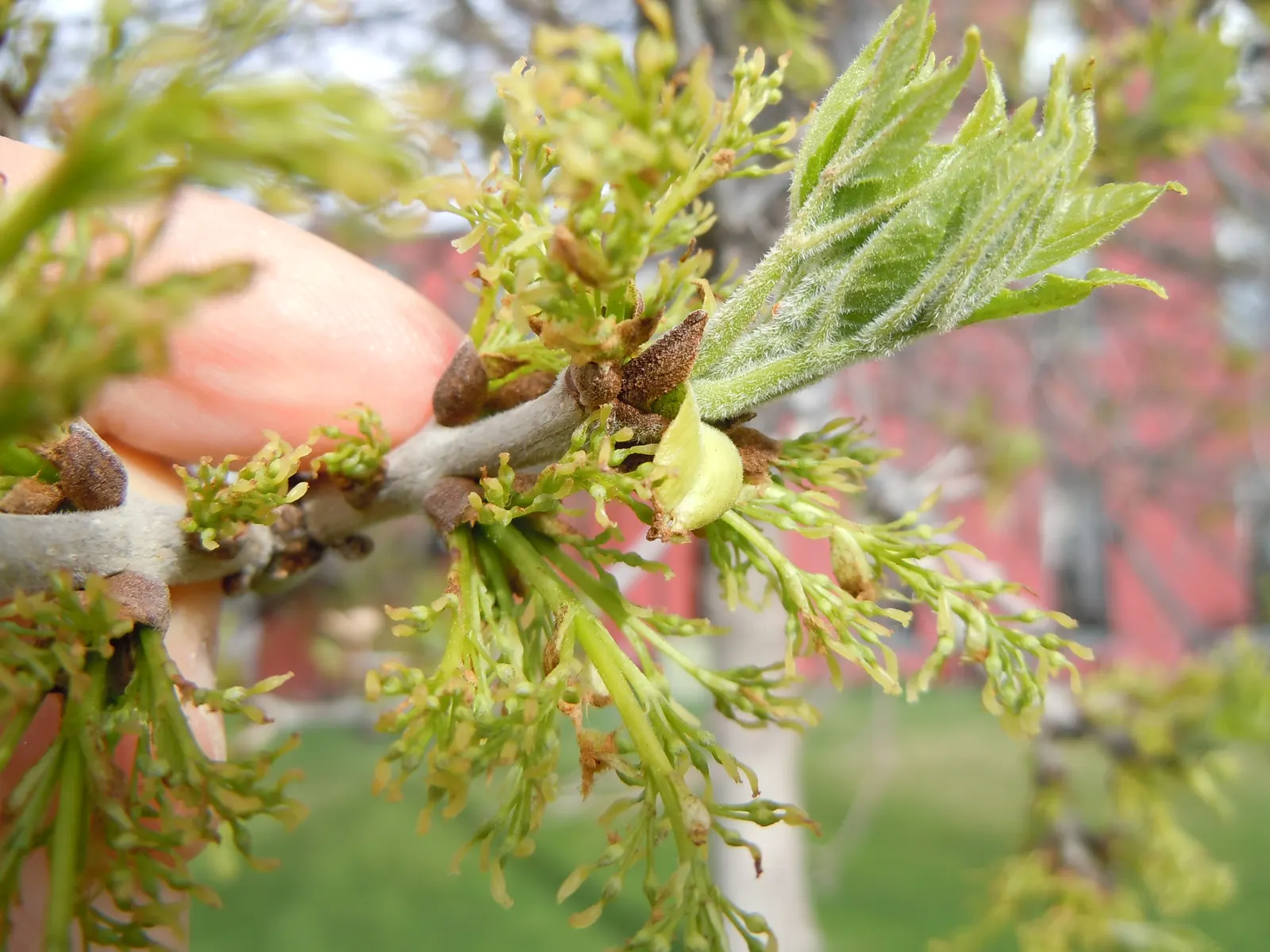 Summit Golden Ash (Fraxinus Pennsylvanica) — Tolerant of urban conditions, it prefers well-drained soil and full sun exposure; which has impacted ash