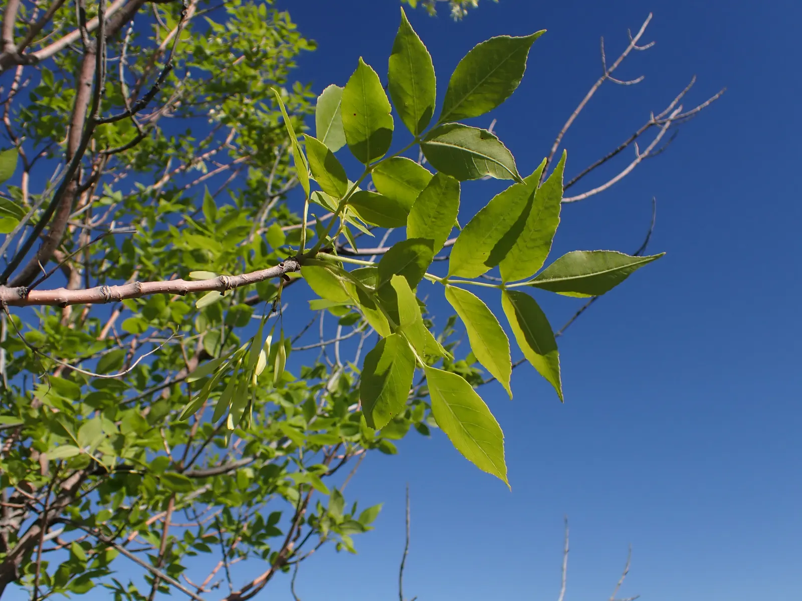 Summit Golden Ash (Fraxinus Pennsylvanica) — ideal for adding both aesthetic appeal and shade to landscapes