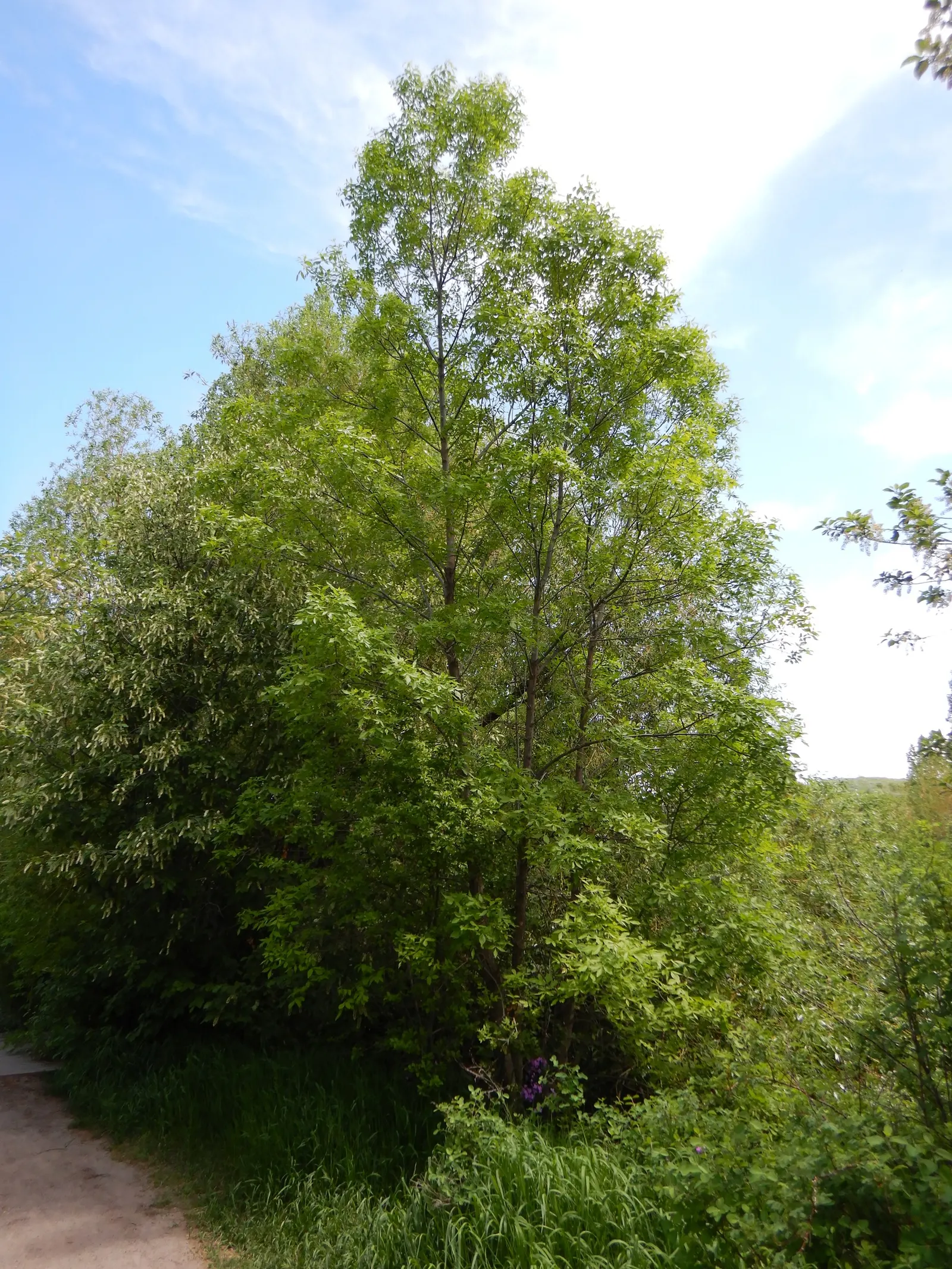 Summit Golden Ash (Fraxinus Pennsylvanica) — unfiltered sunlight per day.<br><br>As a landscape architect