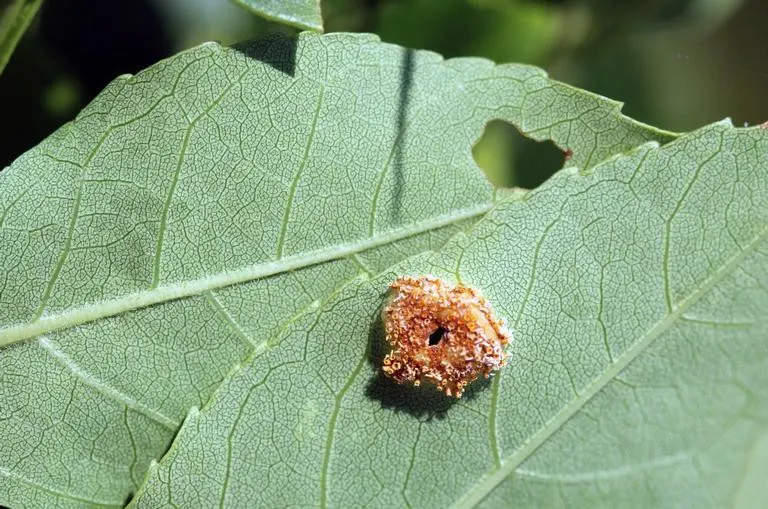 Summit Golden Ash (Fraxinus Pennsylvanica) — displaying adaptability to a variety of soil types