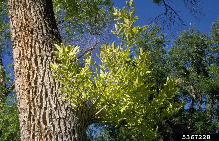 Summit Golden Ash (Fraxinus Pennsylvanica) — creating a striking seasonal display.<br><br>Renowned for its hardiness; where it can endure challenging conditions