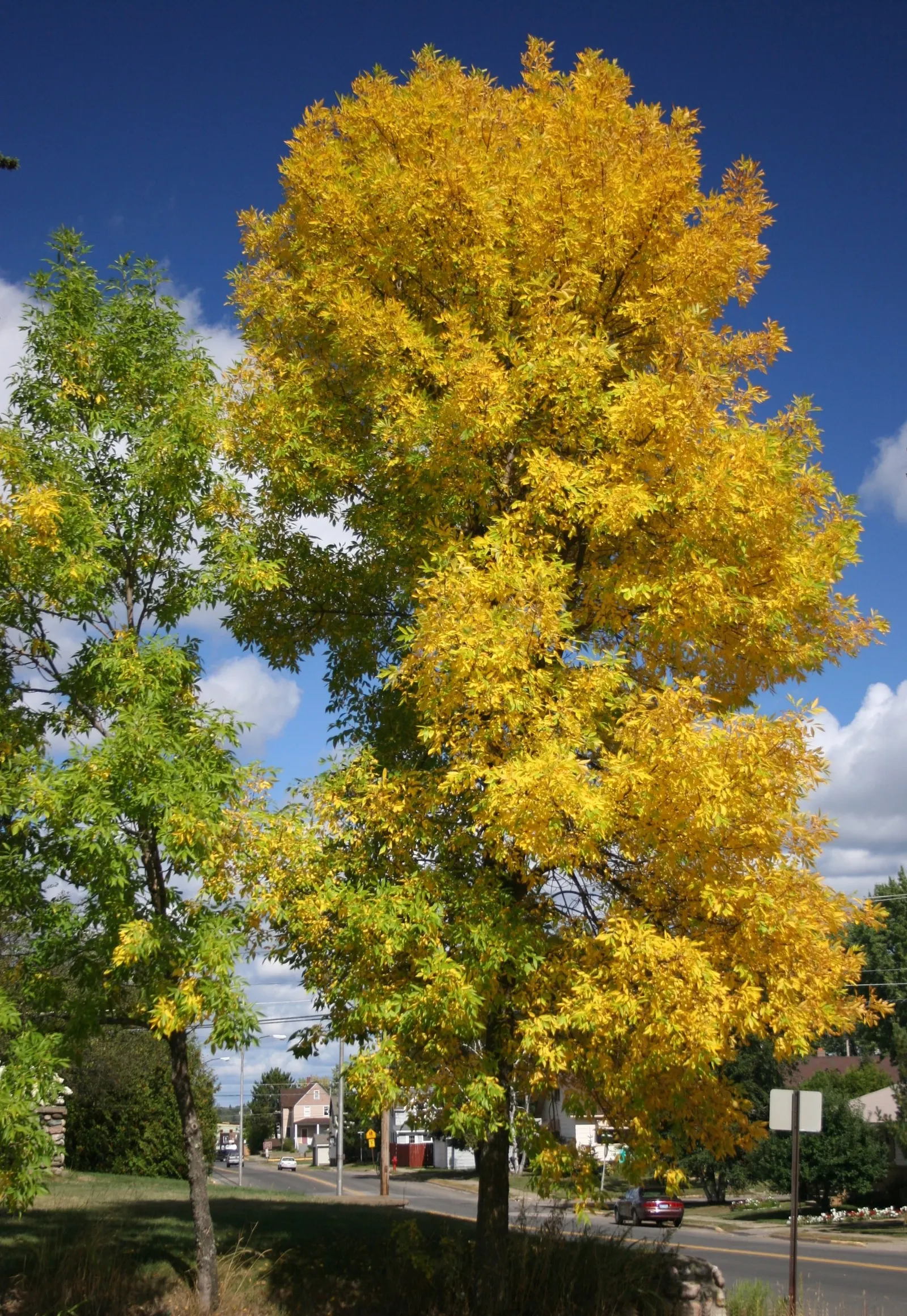 Summit Golden Ash (Fraxinus Pennsylvanica) — green hues in the spring and matures to vibrant golden-yellow tones come fall; displaying adaptability to a