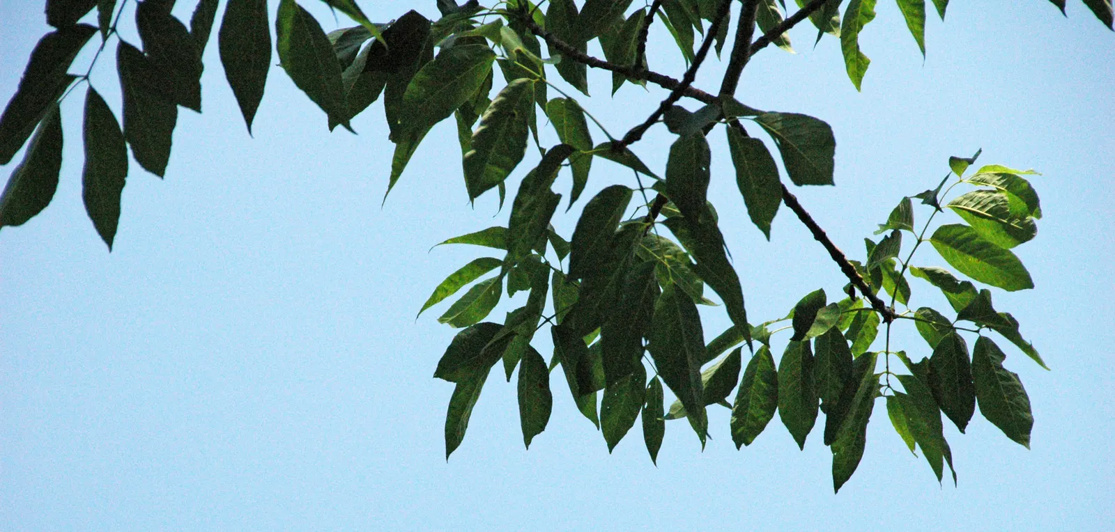 Summit Golden Ash (Fraxinus Pennsylvanica) — the Summit Golden Ash thrives in USDA Hardiness Zones 3 to 9