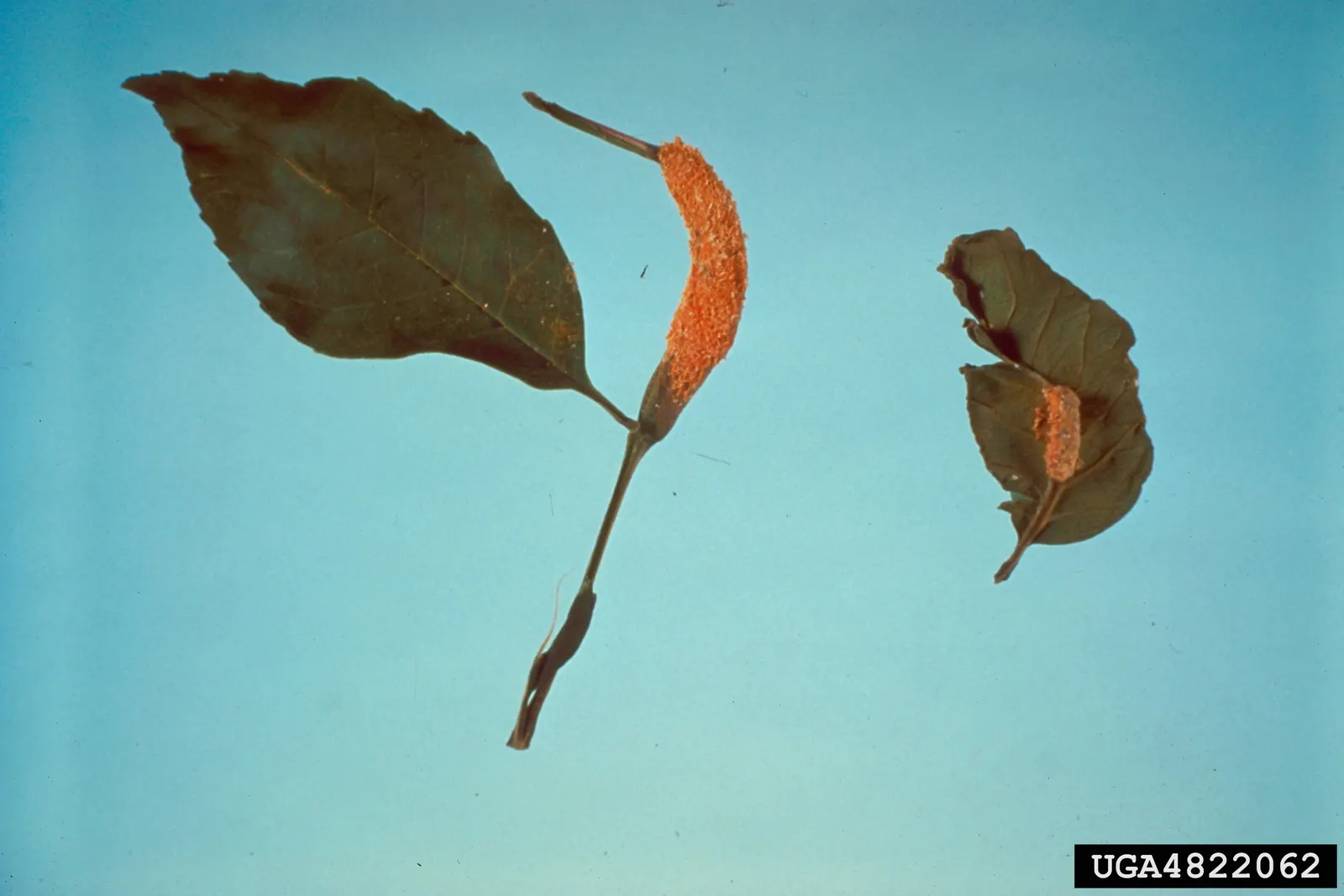 Summit Golden Ash (Fraxinus Pennsylvanica) — which has impacted ash populations
