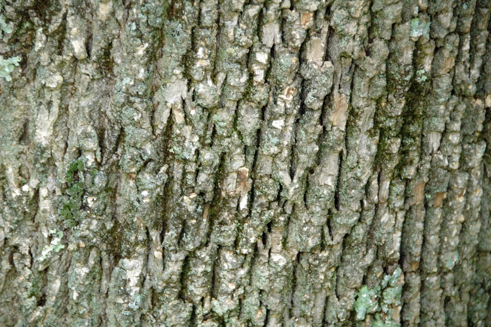 Summit Golden Ash (Fraxinus Pennsylvanica) — requiring at least four hours of direct