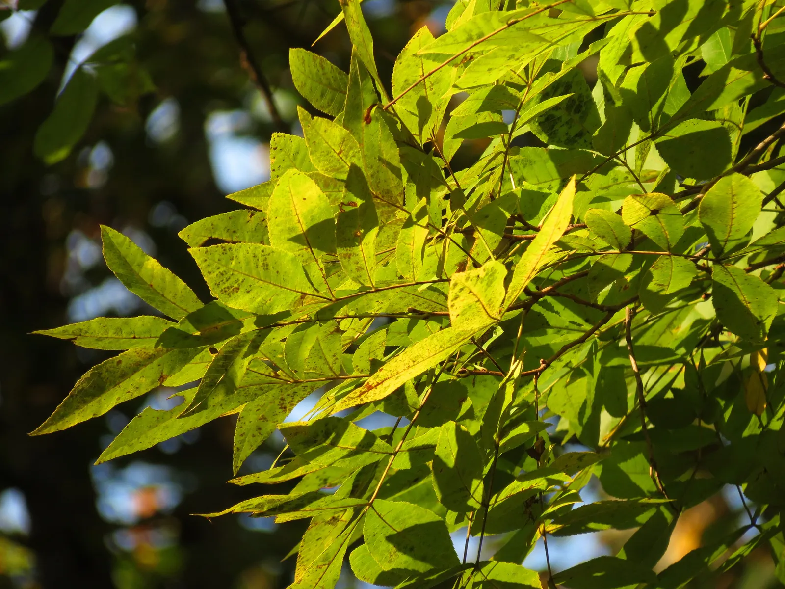 Summit Golden Ash (Fraxinus Pennsylvanica) — This ash variety flaunts dense, oval canopies with lush, deep green leaves that turn vivid yellow come fall
