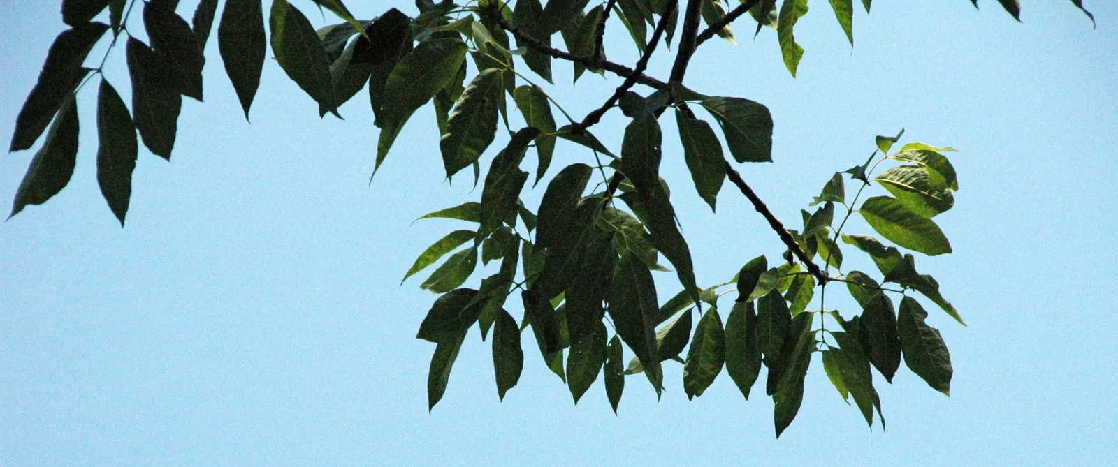 Summit Golden Ash (Fraxinus Pennsylvanica) — Its foliage emerges with rich