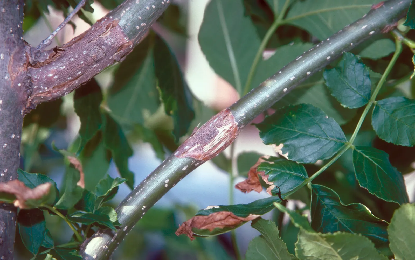 Summit Golden Ash (Fraxinus Pennsylvanica) — displaying adaptability to a variety of soil types; this cultivar of the Green Ash is prized for its upright