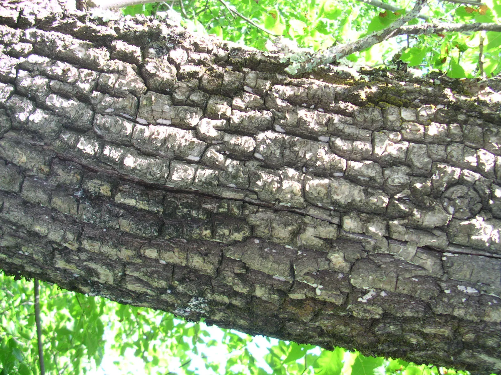 Summit Golden Ash (Fraxinus Pennsylvanica) — which typically reaches a height of 50 to 60 feet with a spread of 25 to 30 feet; tree with purple blooms