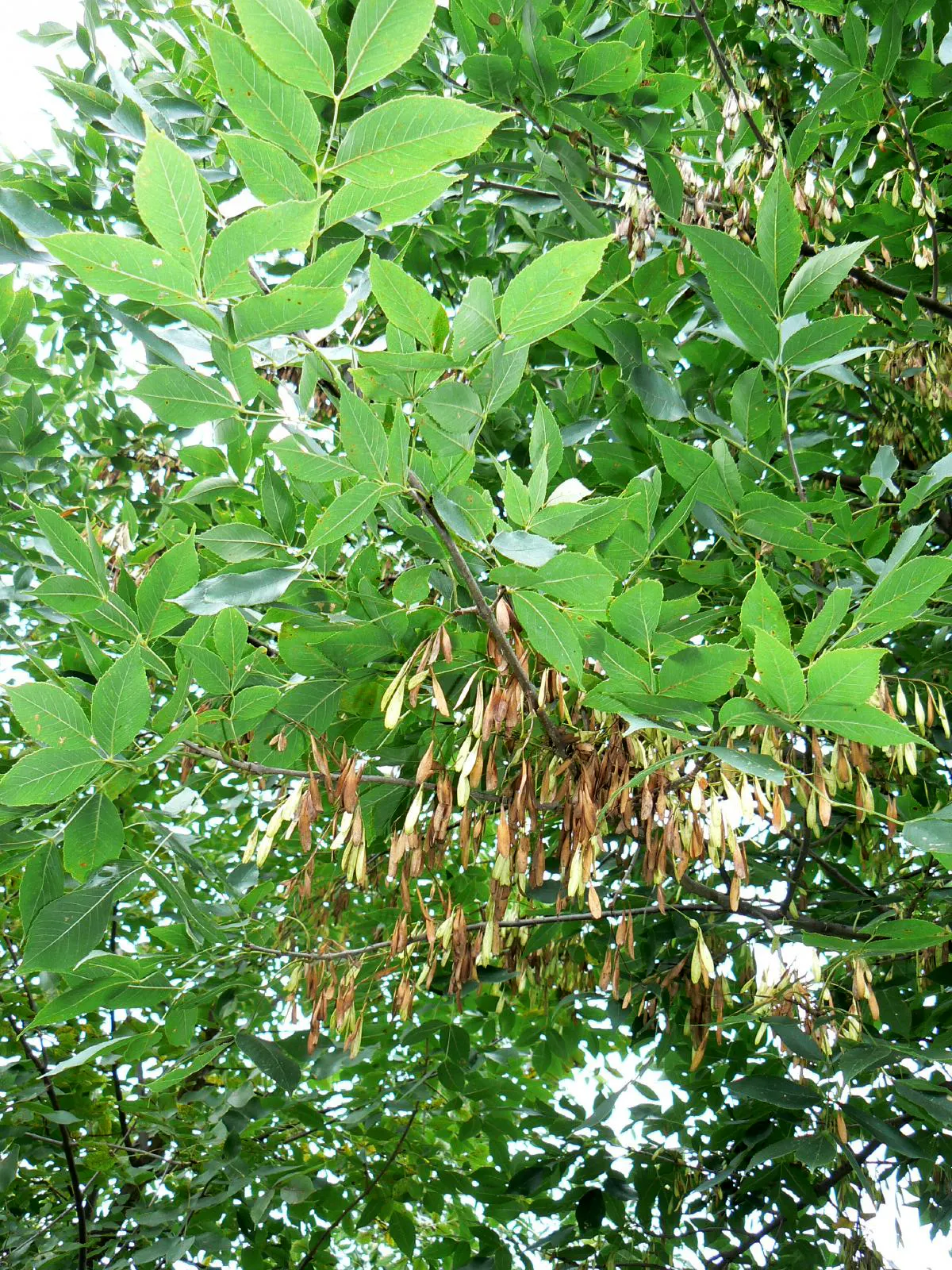Summit Golden Ash (Fraxinus Pennsylvanica) — which has impacted ash populations; it performs best in full sun to partial shade