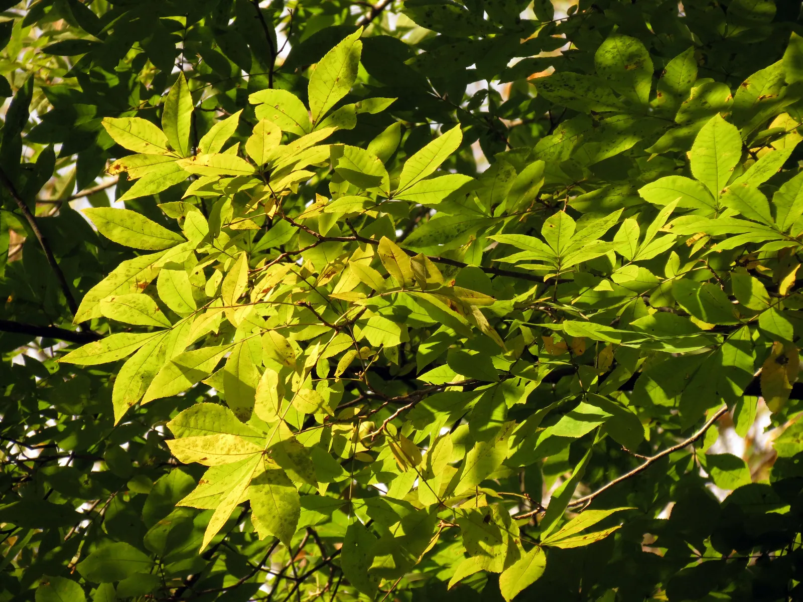 Summit Golden Ash (Fraxinus Pennsylvanica) — tree for full