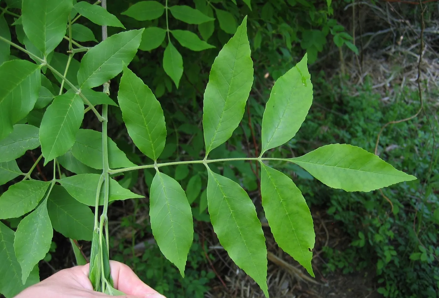 Summit Golden Ash (Fraxinus Pennsylvanica) — It performs best in full sun to partial shade; including pollution.<br><br>When including the Summit Golden Ash in