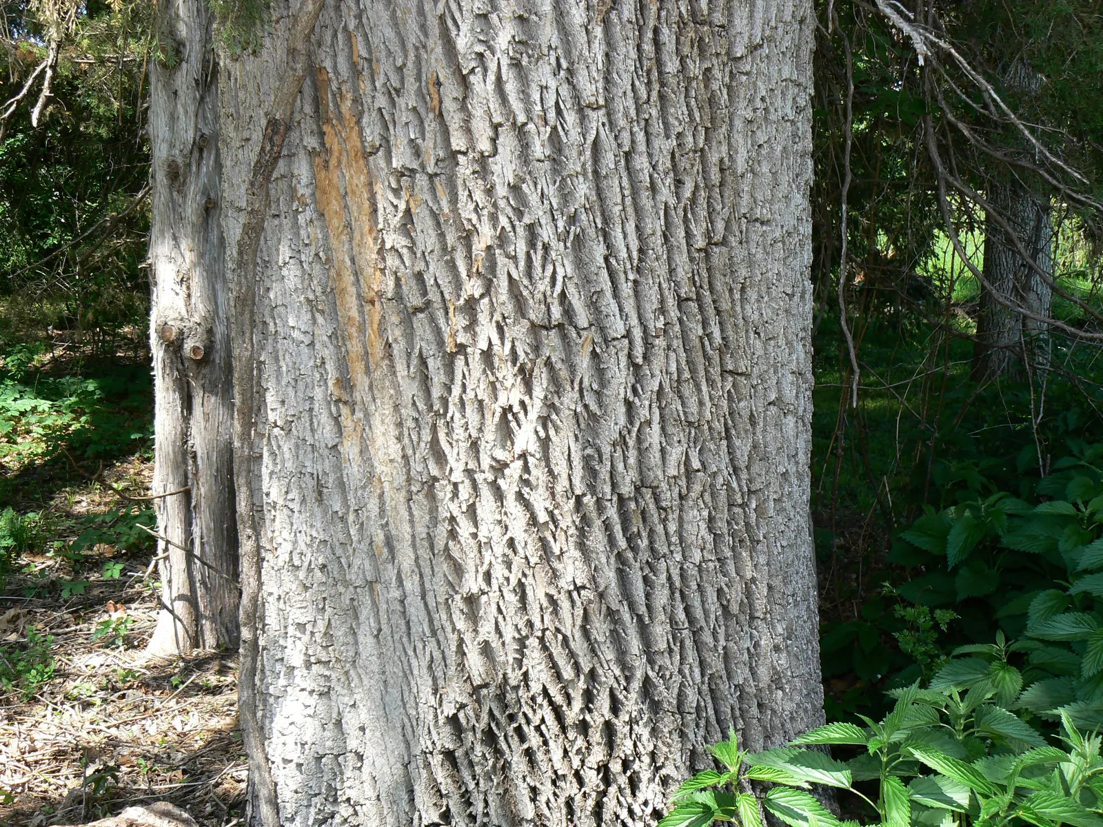 Summit Golden Ash (Fraxinus Pennsylvanica) — ideal for adding both aesthetic appeal and shade to landscapes; the Summit Golden Ash thrives in USDA Hardiness