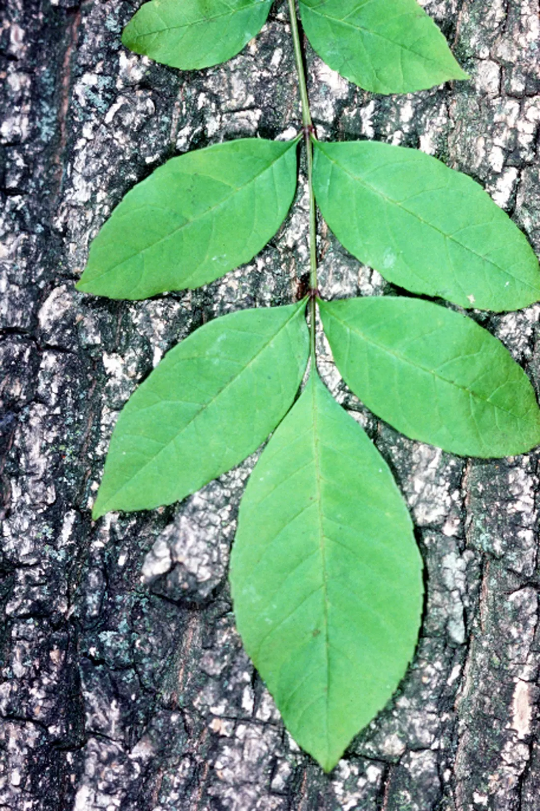Summit Golden Ash (Fraxinus Pennsylvanica) — purple flowers in the garden