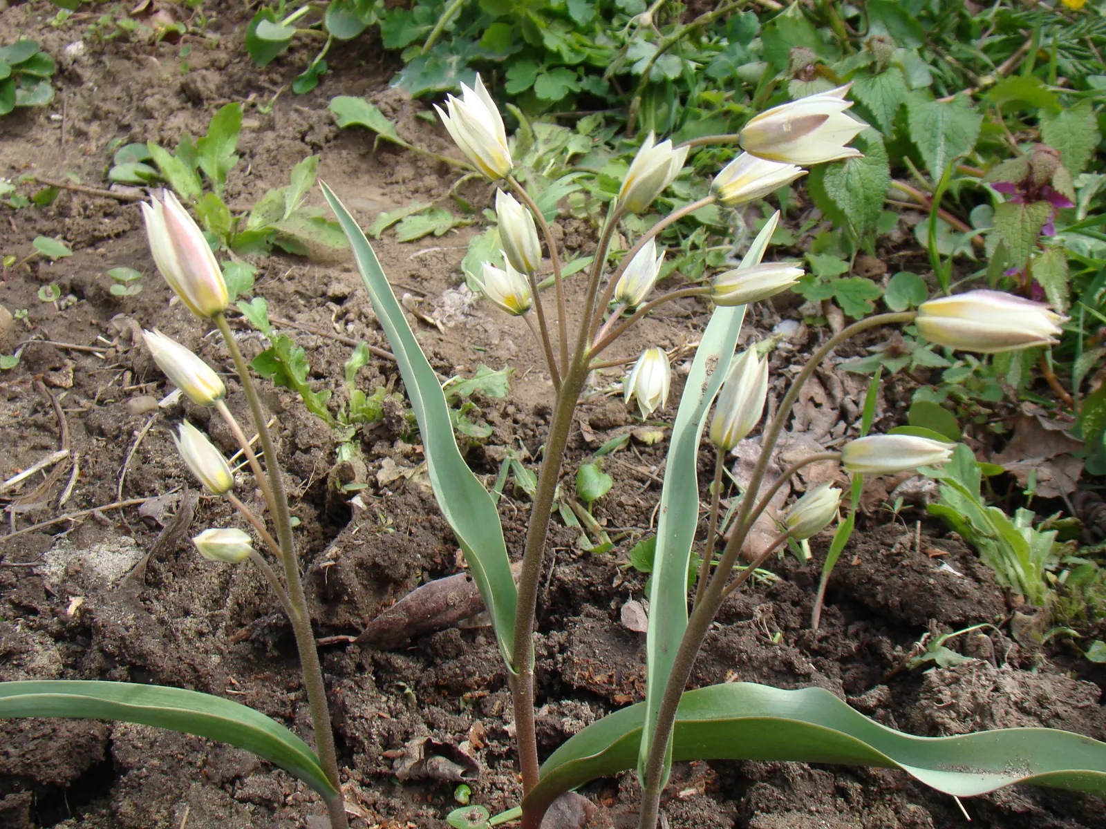 Botanical Tulip (Tulipa Turkestanica) — making it an excellent selection for areas where such pests are a concern; this diminutive species reaches a mere 4-10